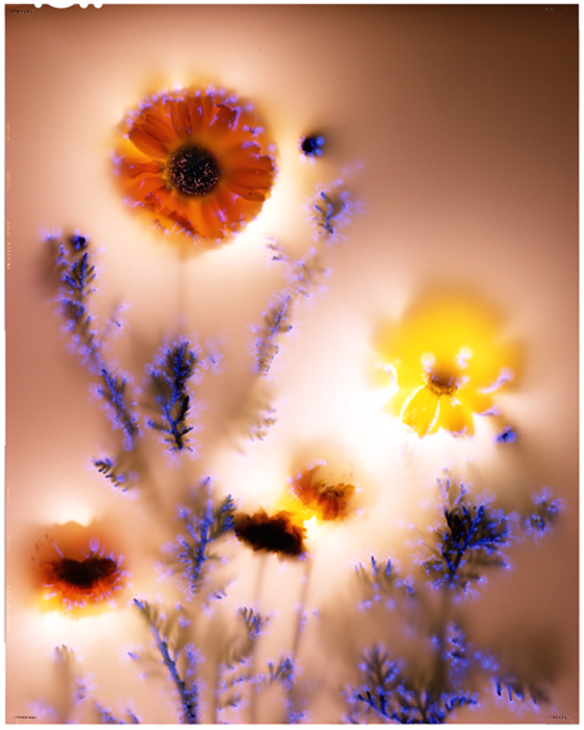 Chrysanthemum Coronarium by Robert Buelteman