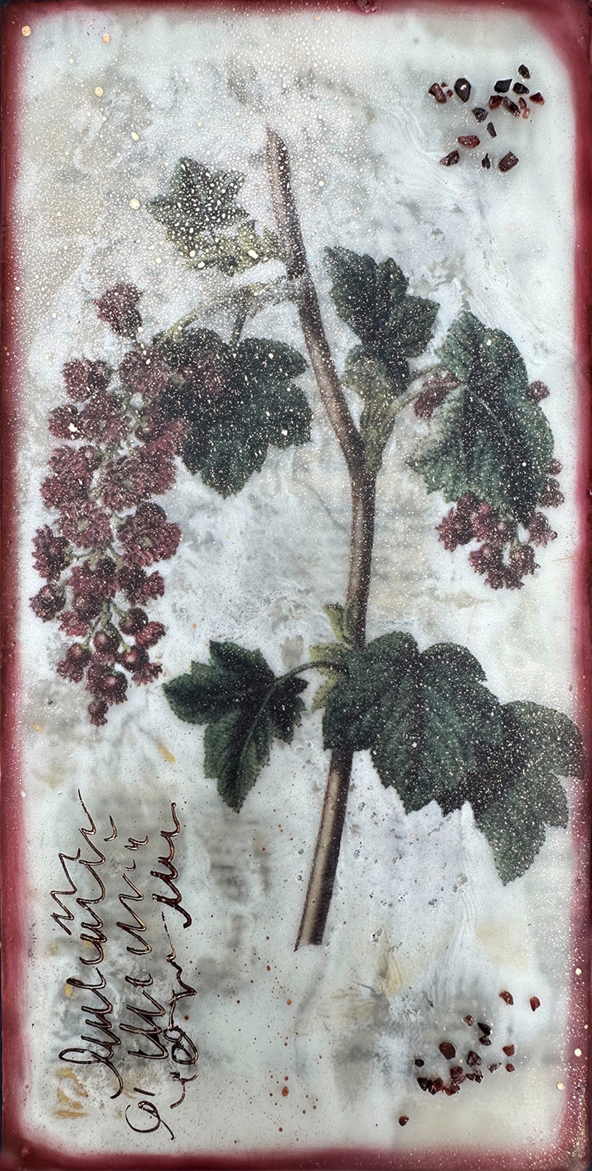 Red Flowering Currant by Shannon Amidon