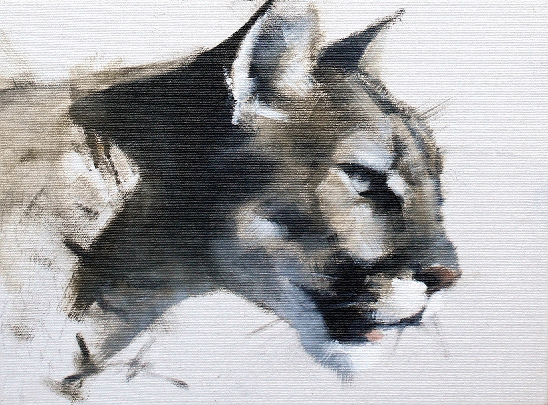 Cougar Study by Doyle Hostetler