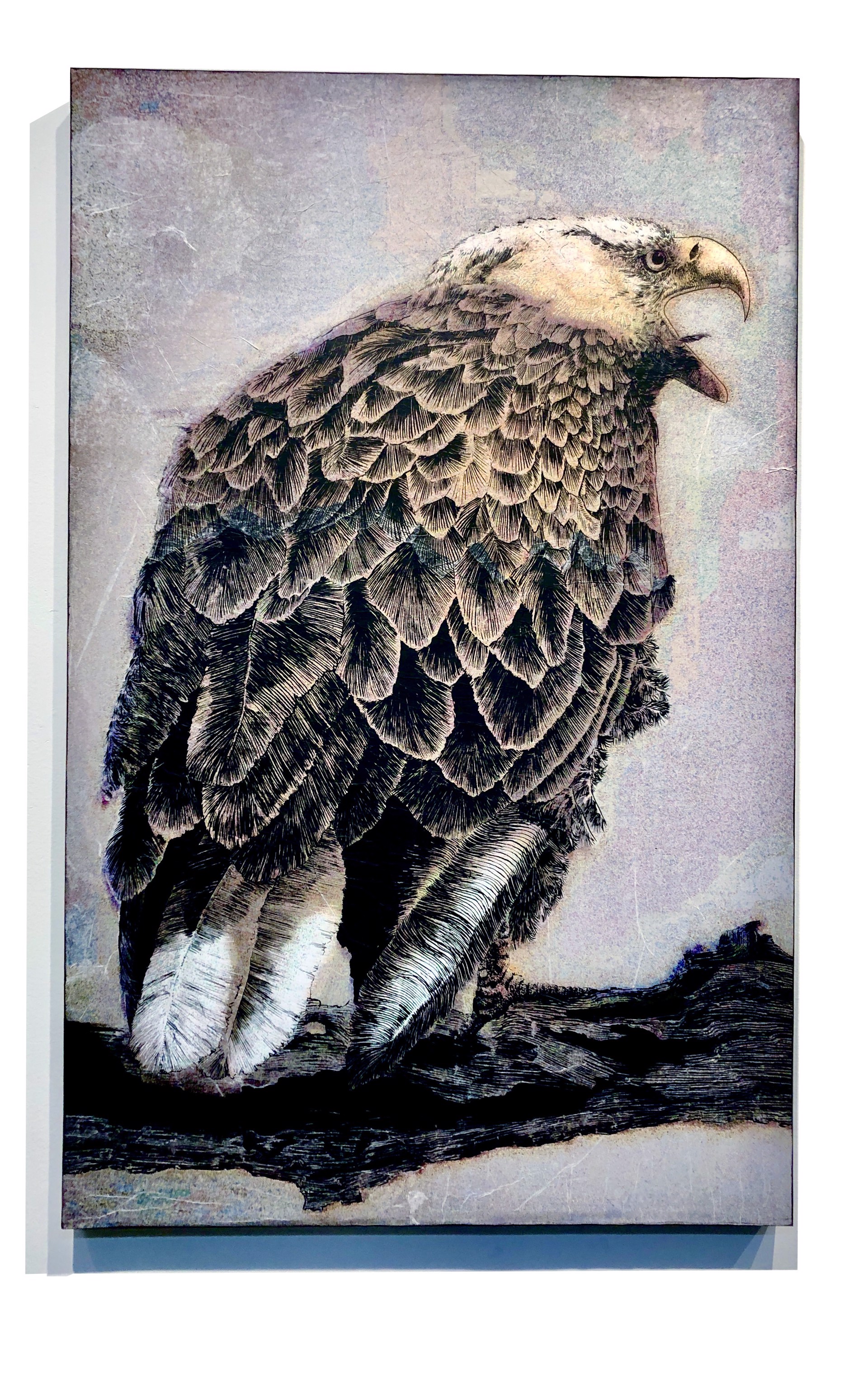 Bald Eagle I by Pippin Frisbie-Calder