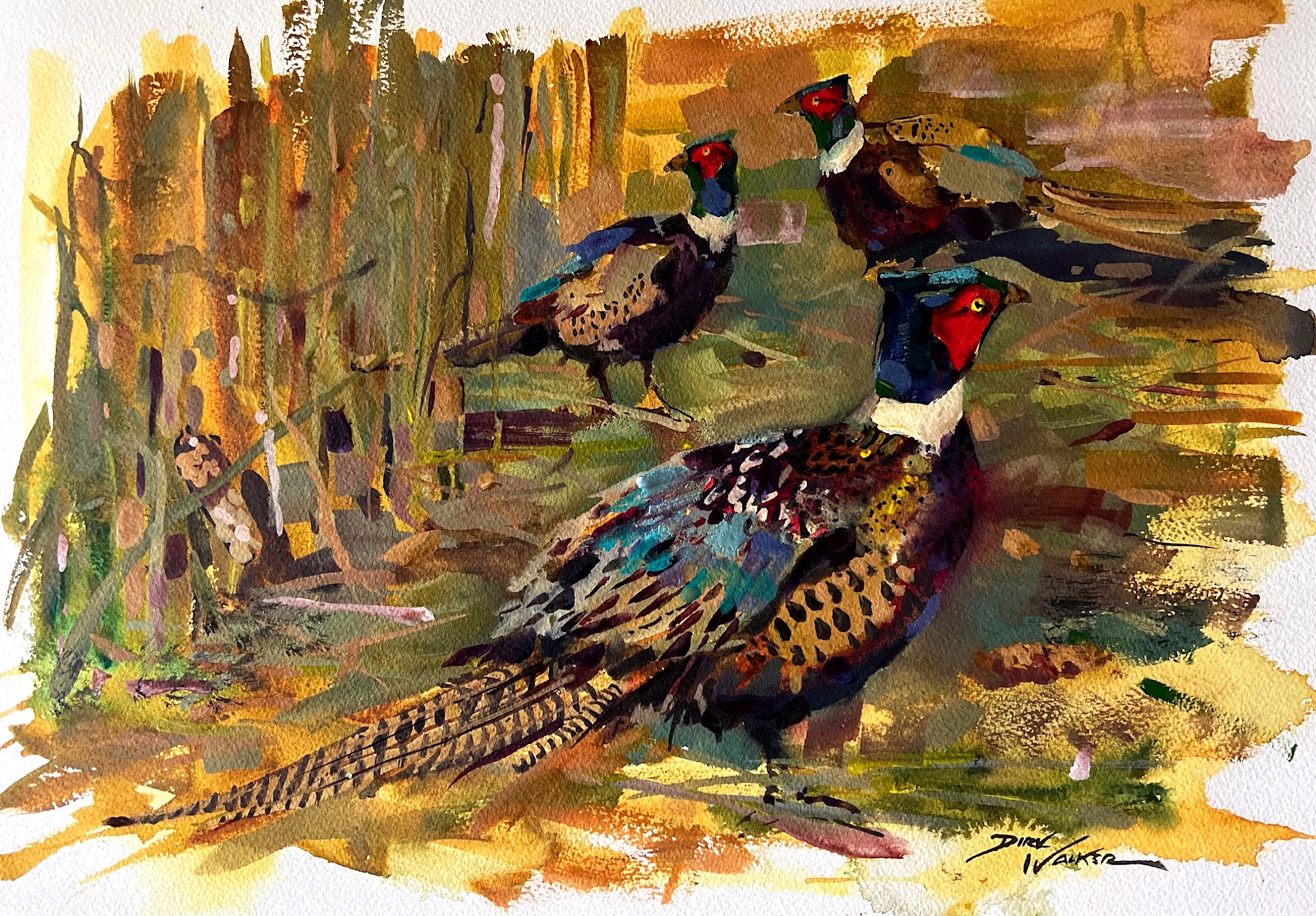 Amongst the Corn - Pheasants by Dirk Walker