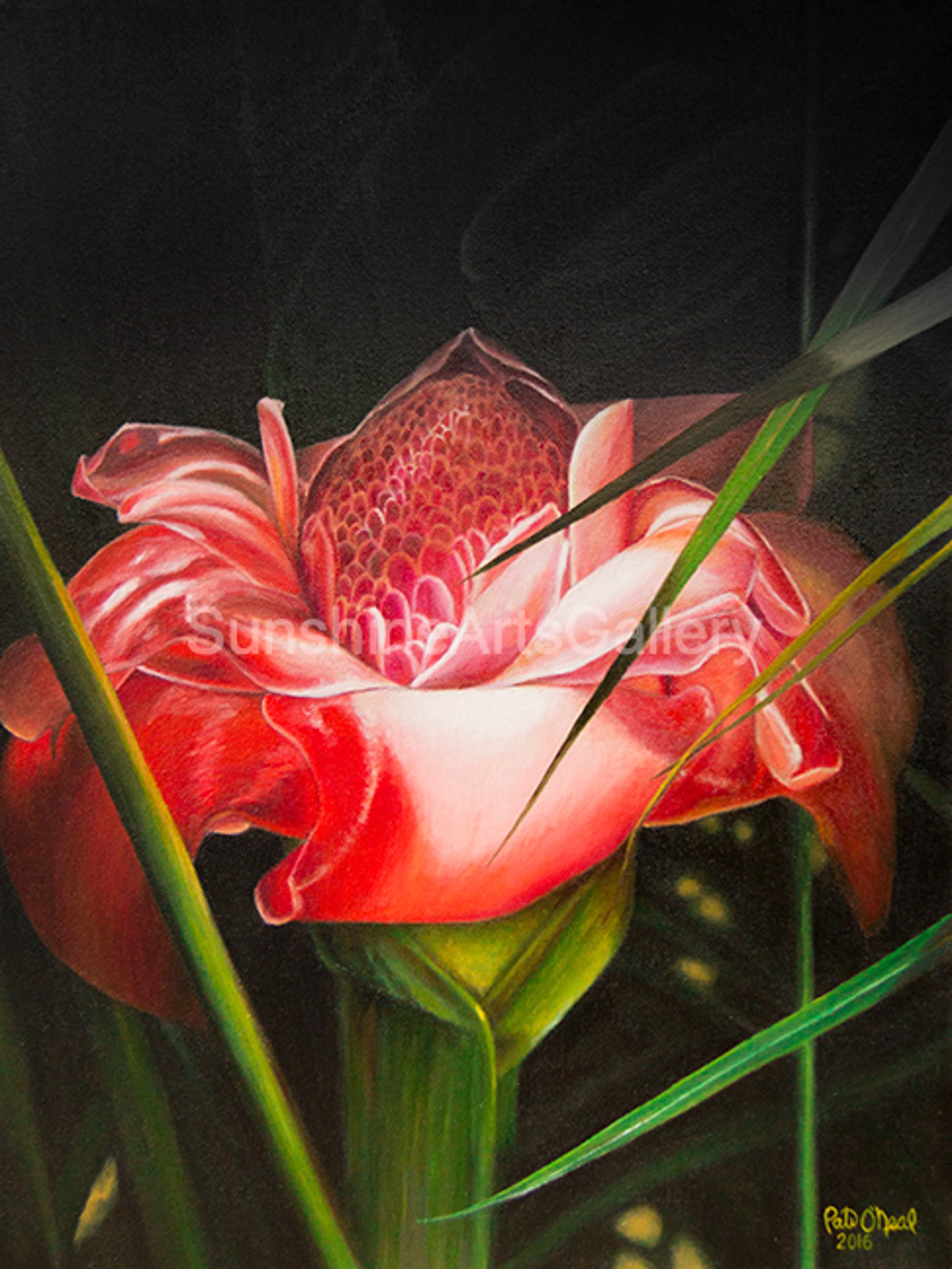 Torch Ginger Illumination  by Pati O'Neal
