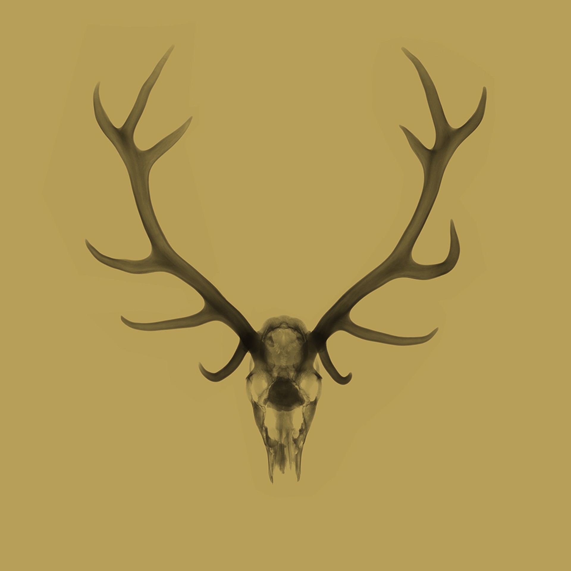 Antlers - Gold by Nick Veasey