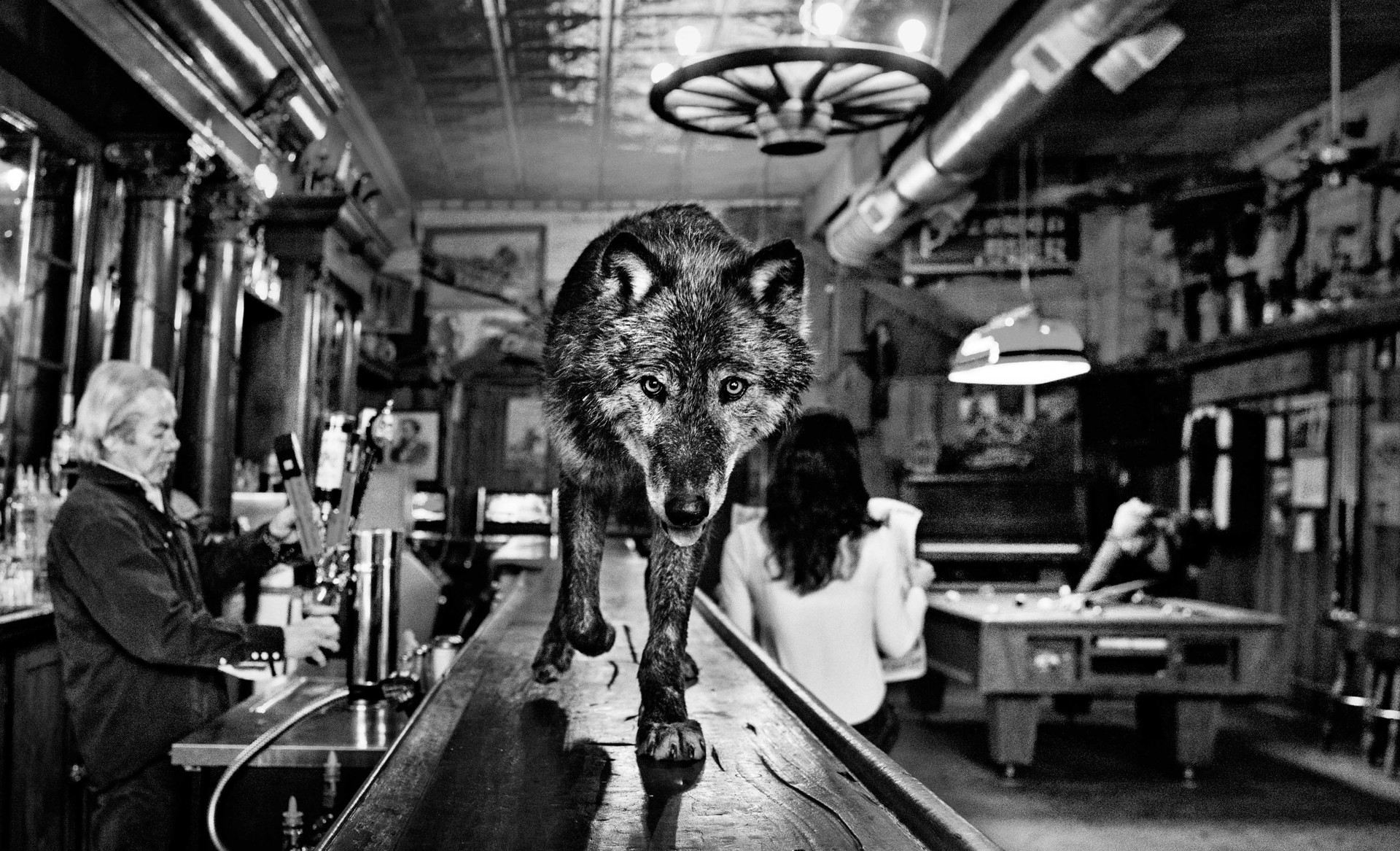 The Wolf of Main Street by David Yarrow