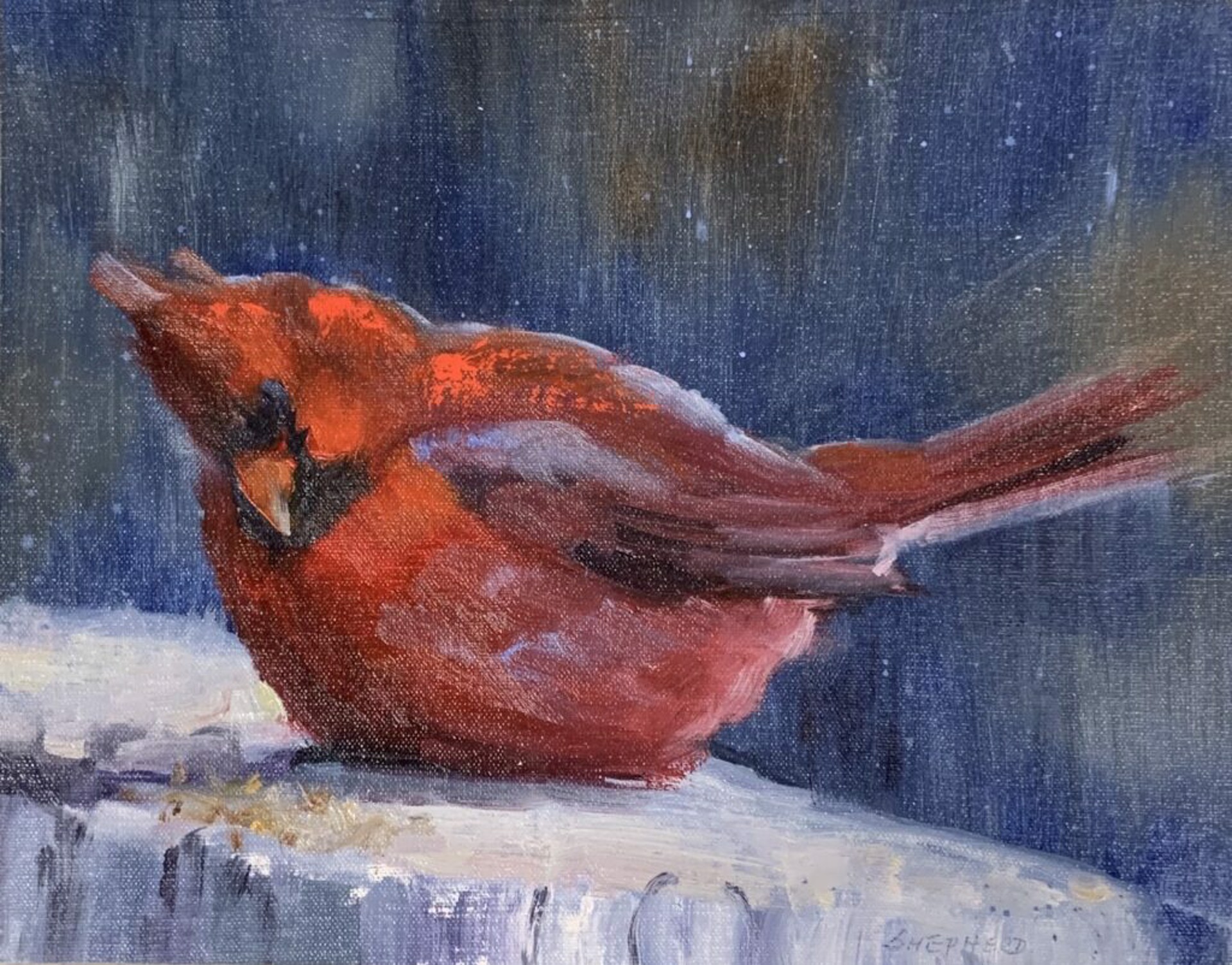 Cardinal in Snow by Liz Shepherd
