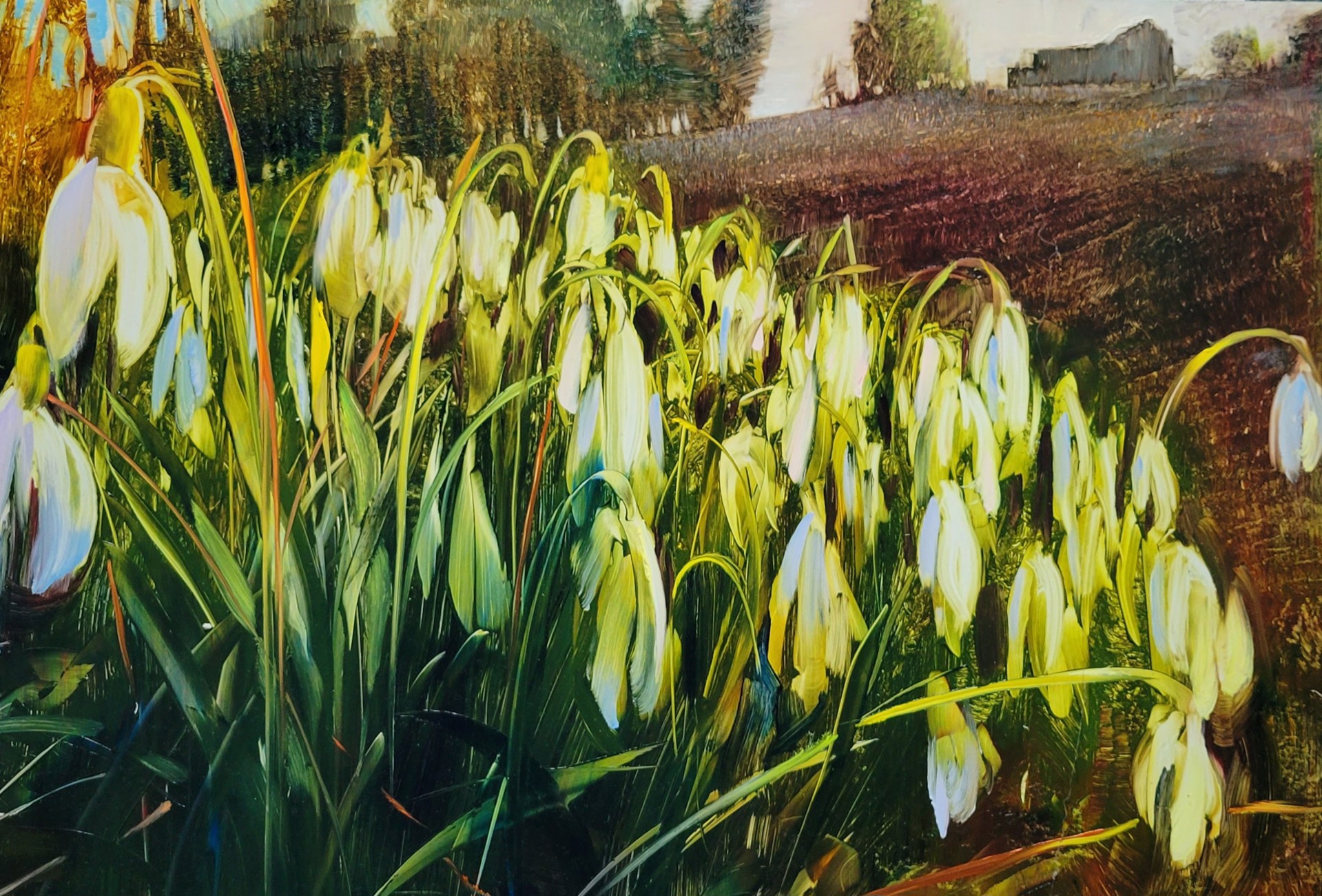 Early Crocus by David Dunlop