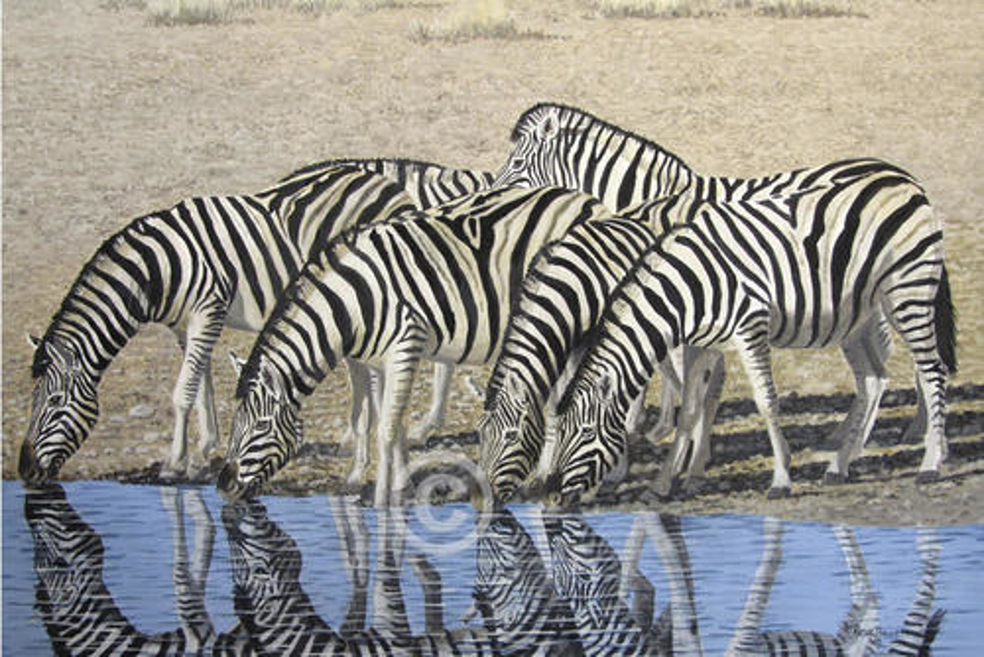 Zebra at the Watering Hole by Peter Bruce