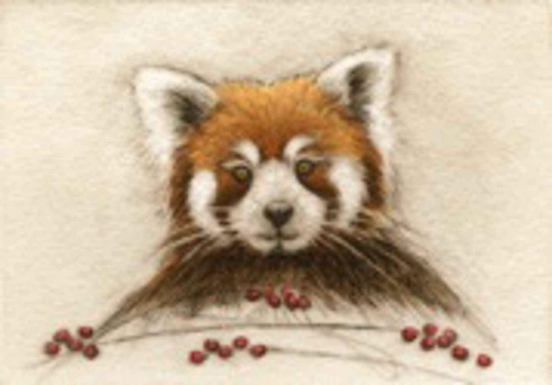 Red Panda_unframed, #50/100 by Melanie Fain