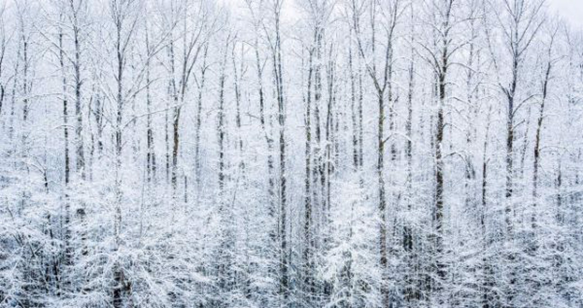 Custom Winter Trees by BLAKE JORGENSON