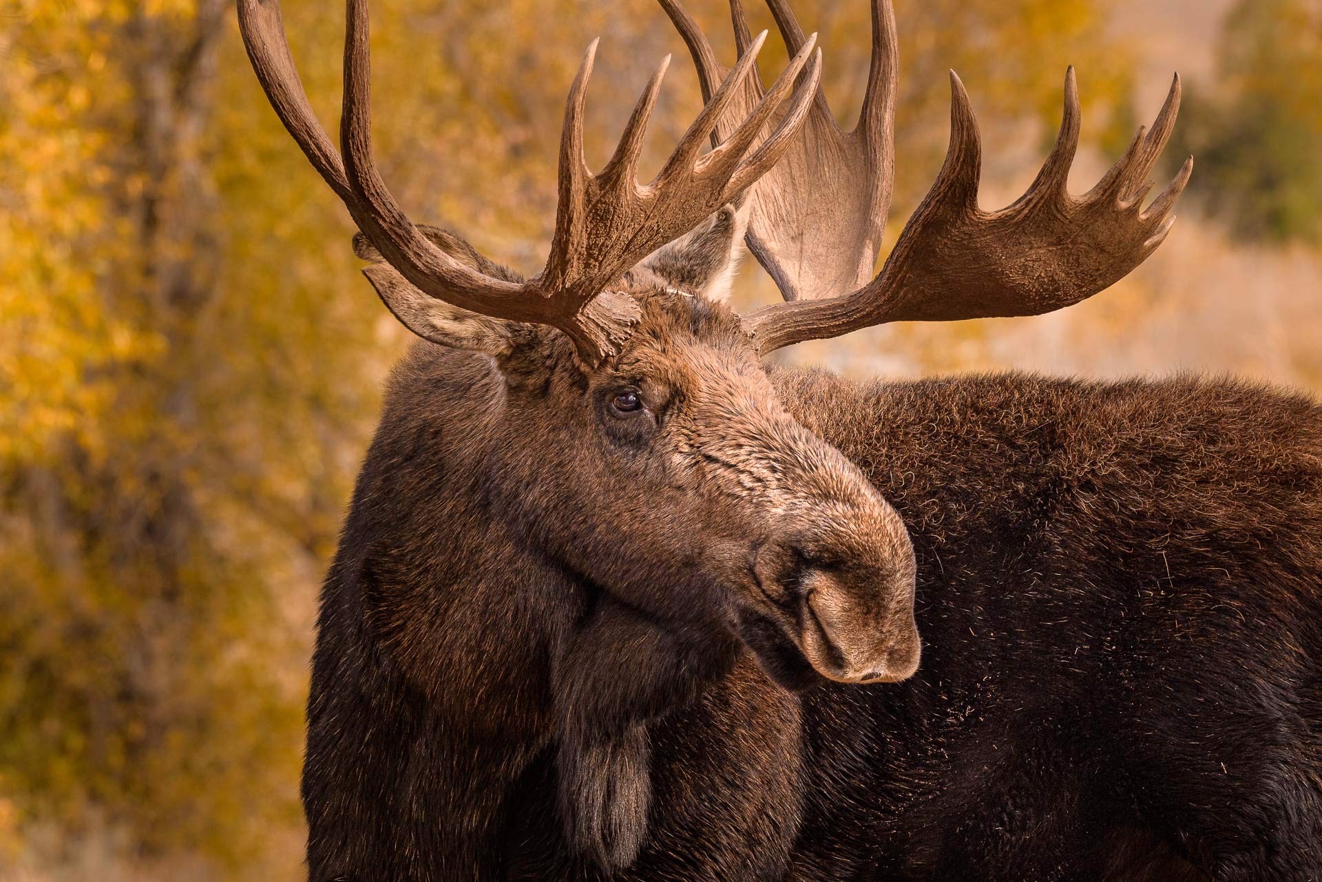 Original Limited Edition Photography Of A Bull Moose In Trees By Dwight Vasel Available At Gallery Wild
