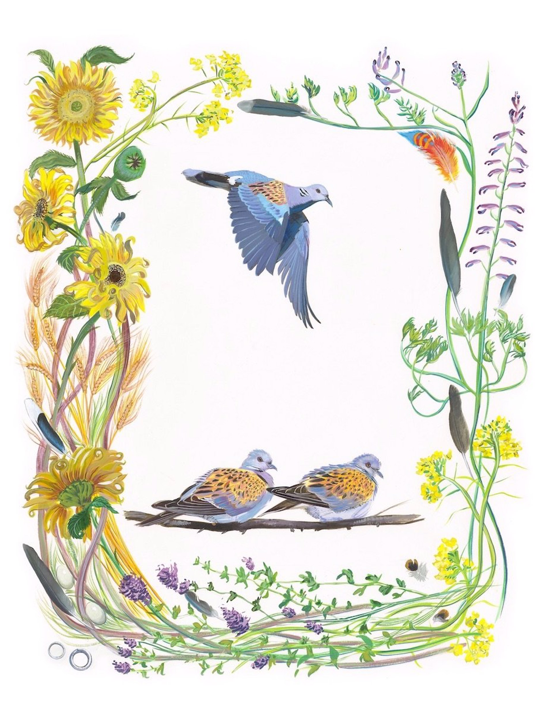 Birds of Shakespeare: Turtle Dove (Streptopelia turtur) by Missy Dunaway