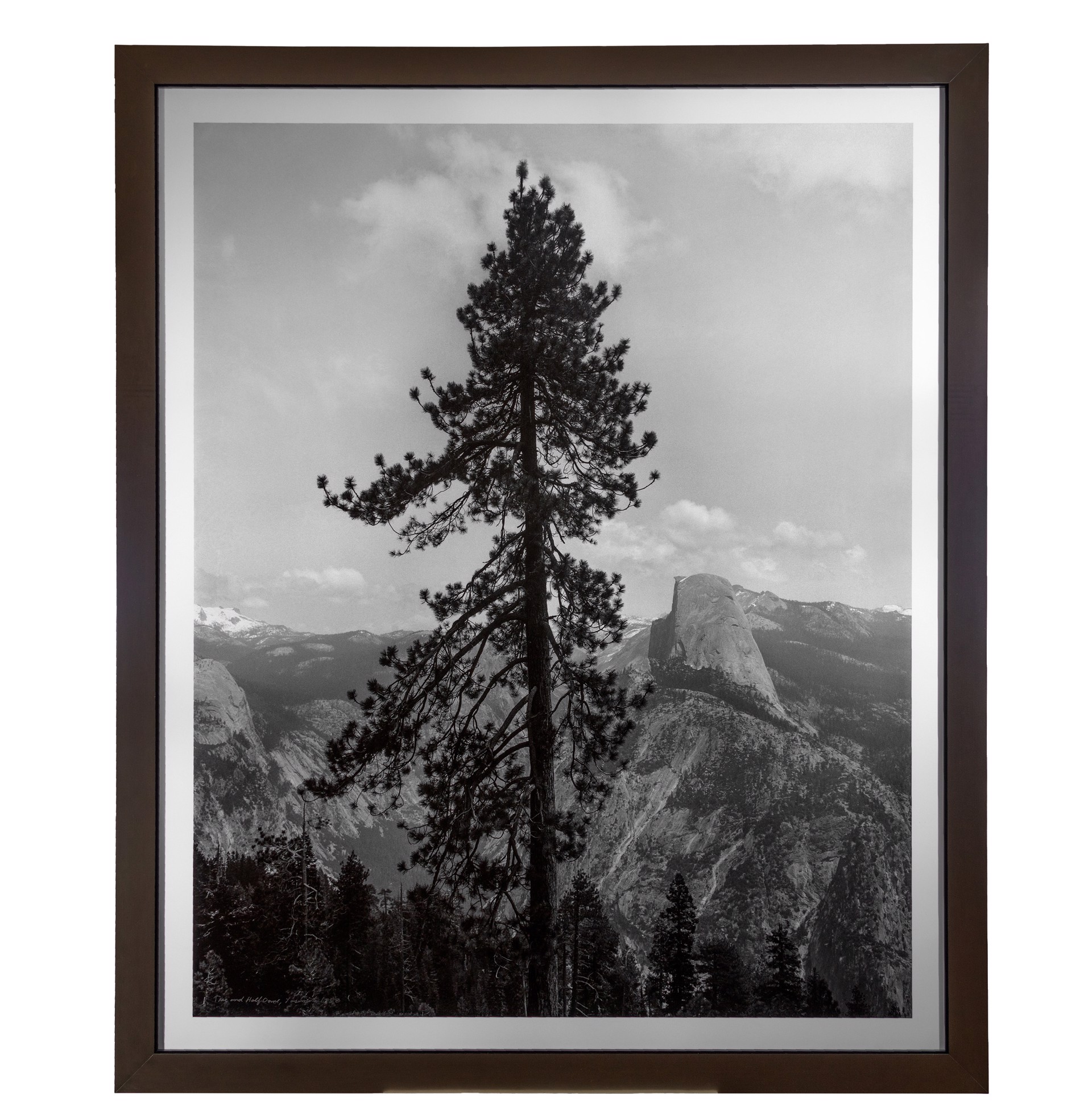 Tree and Half Dome  (Yosemite National Park, CA) by Thomas Ferderbar