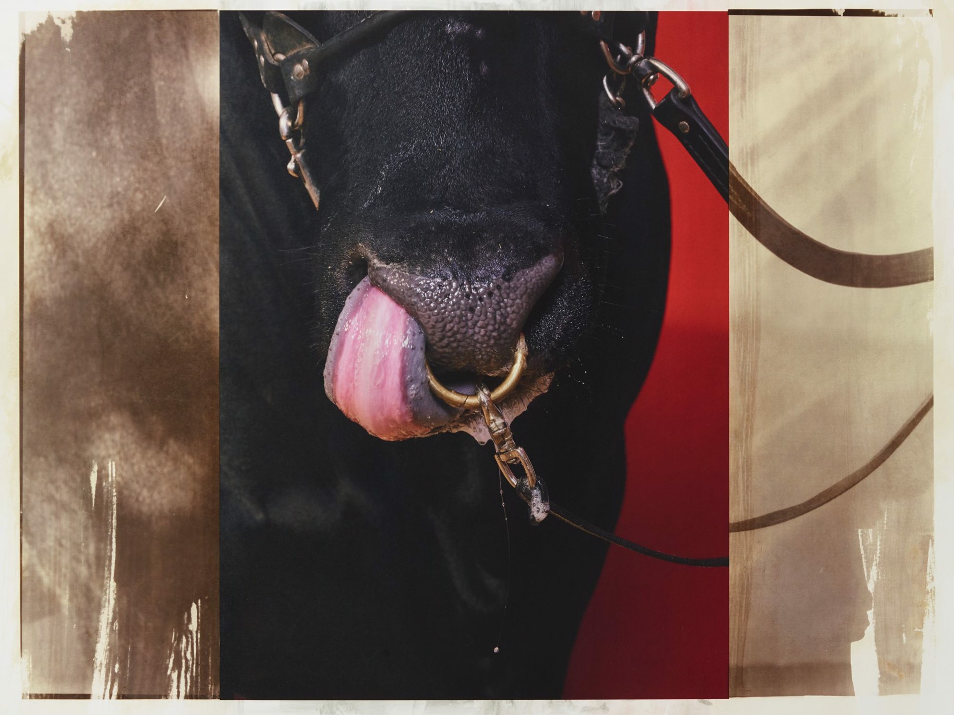 Supreme Champion Bull (tongue detail), 2/5 by R. J. Kern