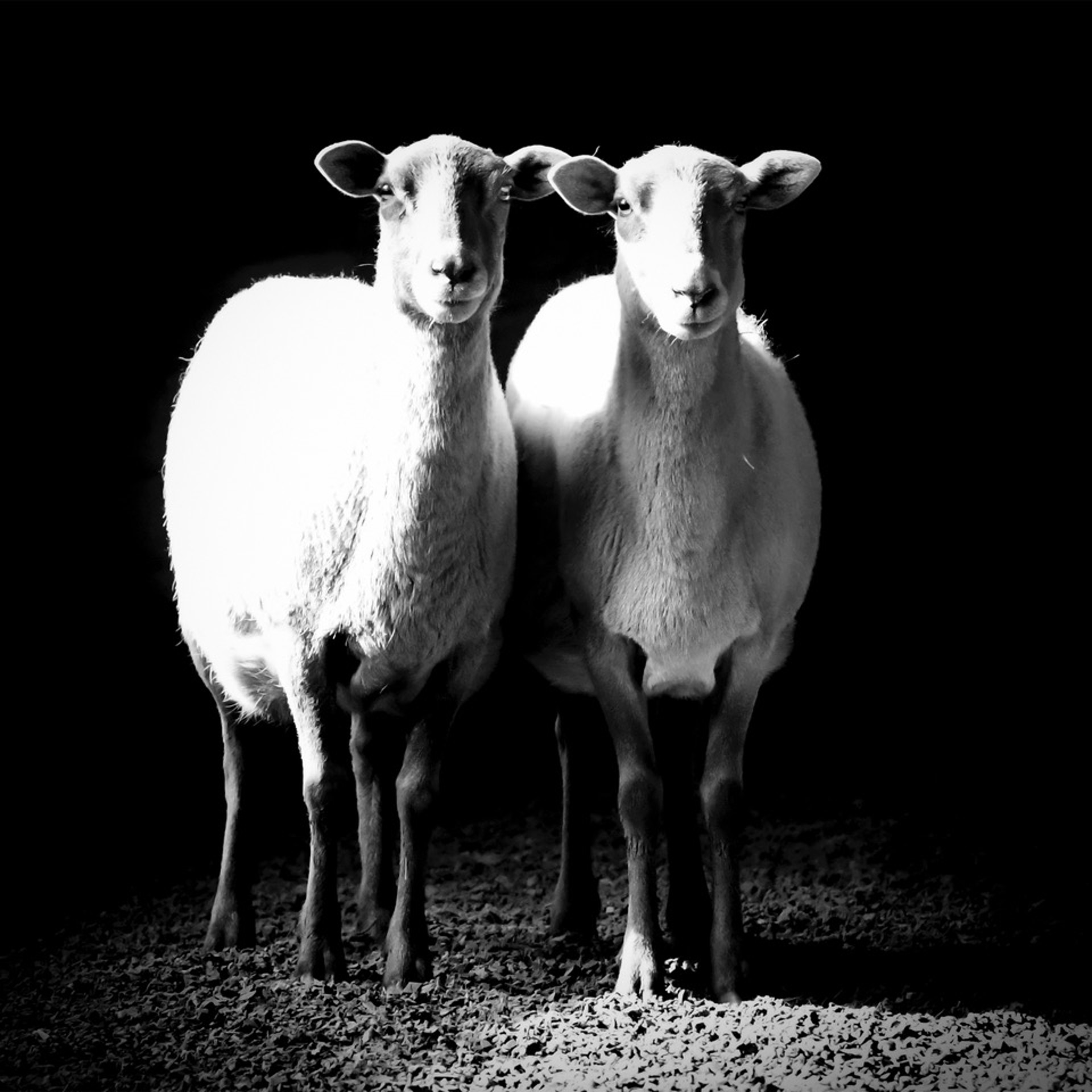 Two Sheep by Nina Fuller