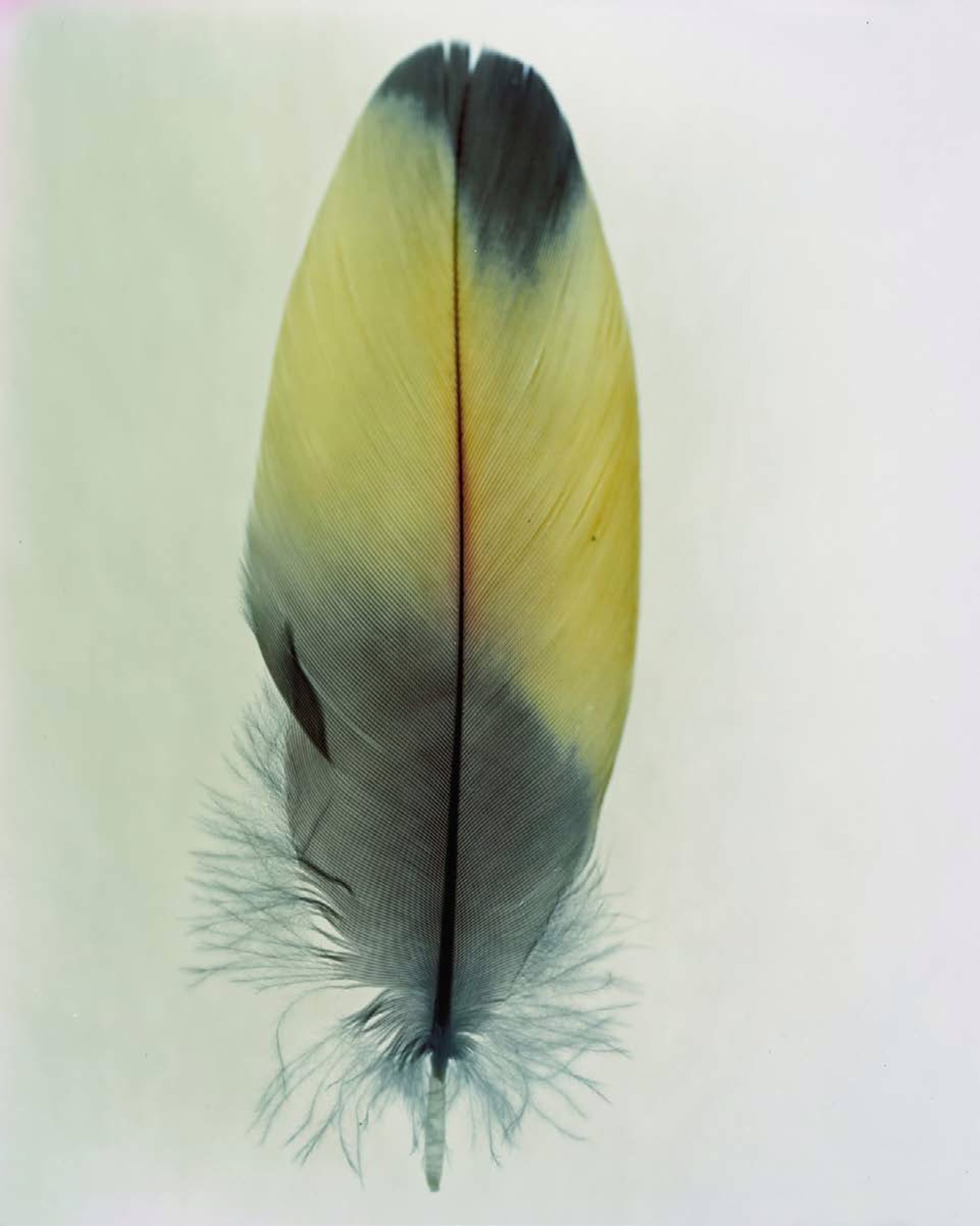 Feather Study #16 by Taylor Curry