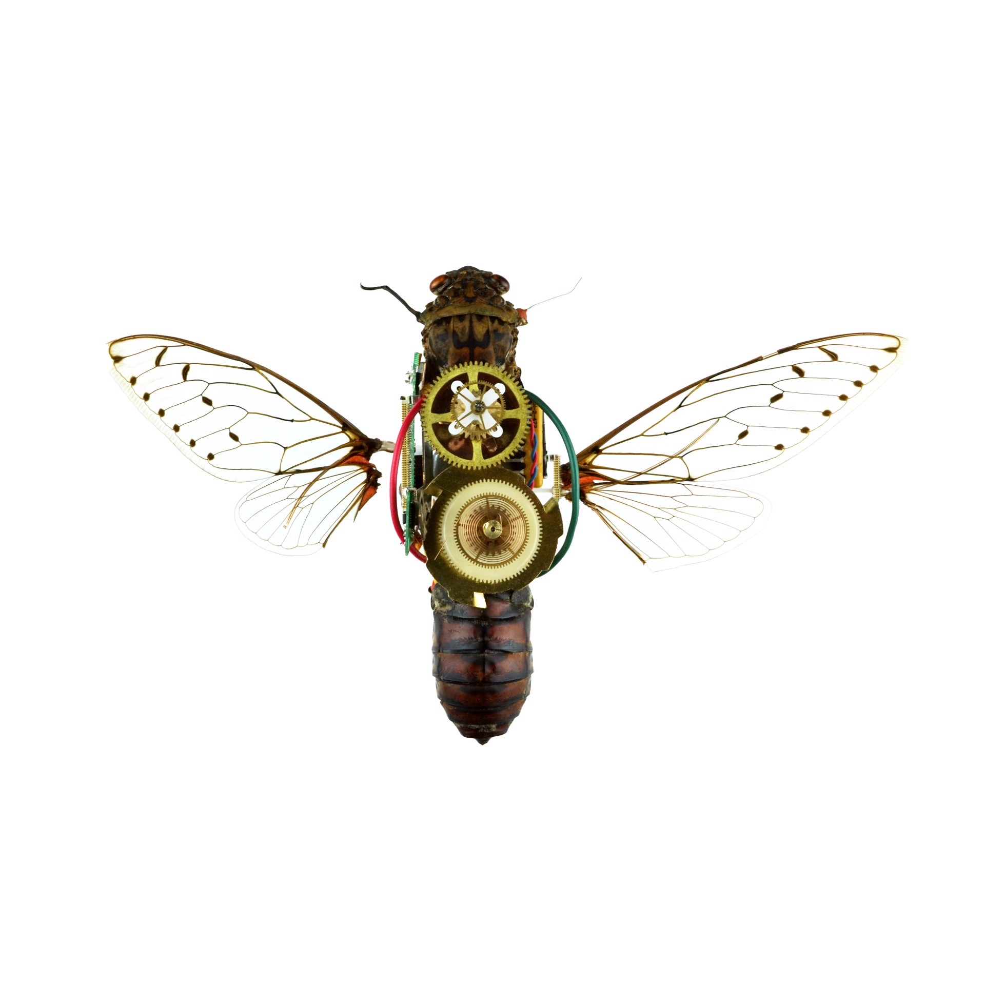 Cicada by Jamie Garrison