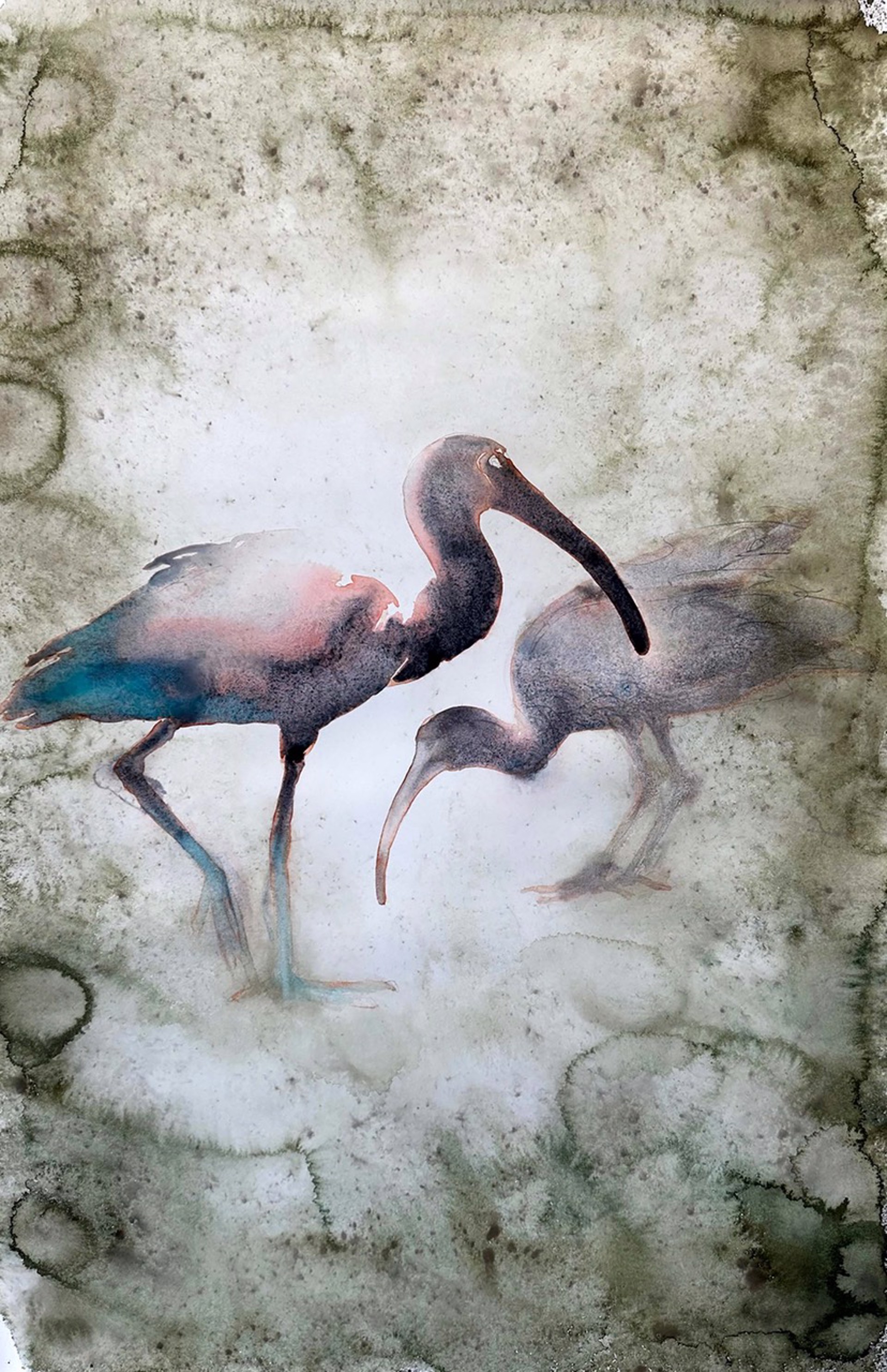 Birds of Florida - Ibises by Carol Carter
