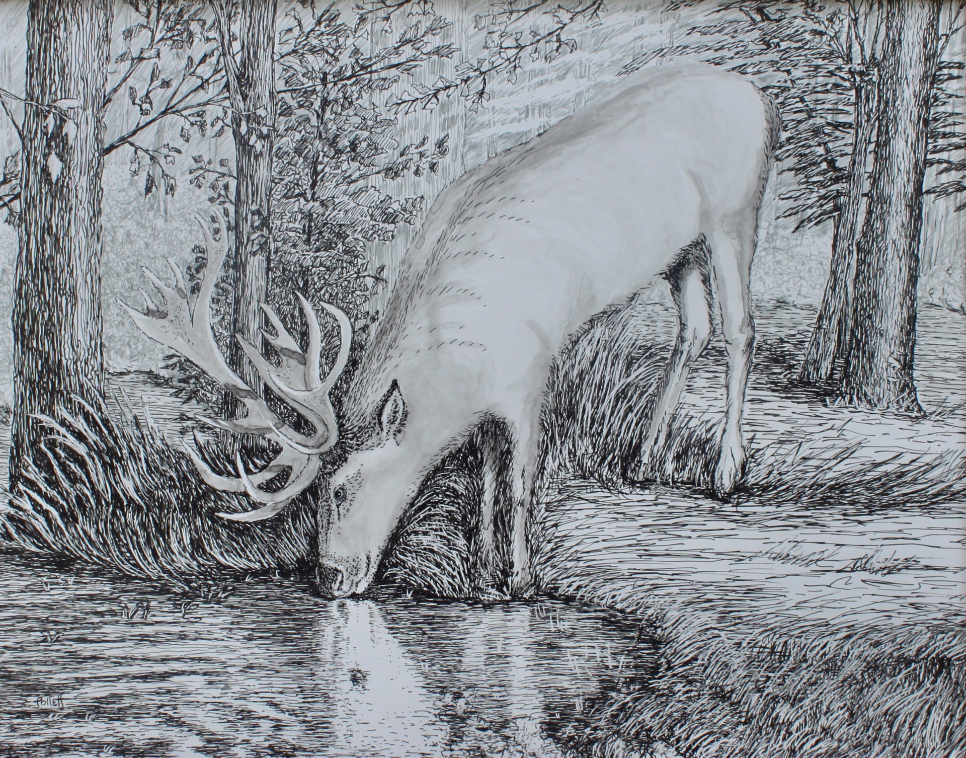 Thirsty Elk by Cynthia Jewell Pollett