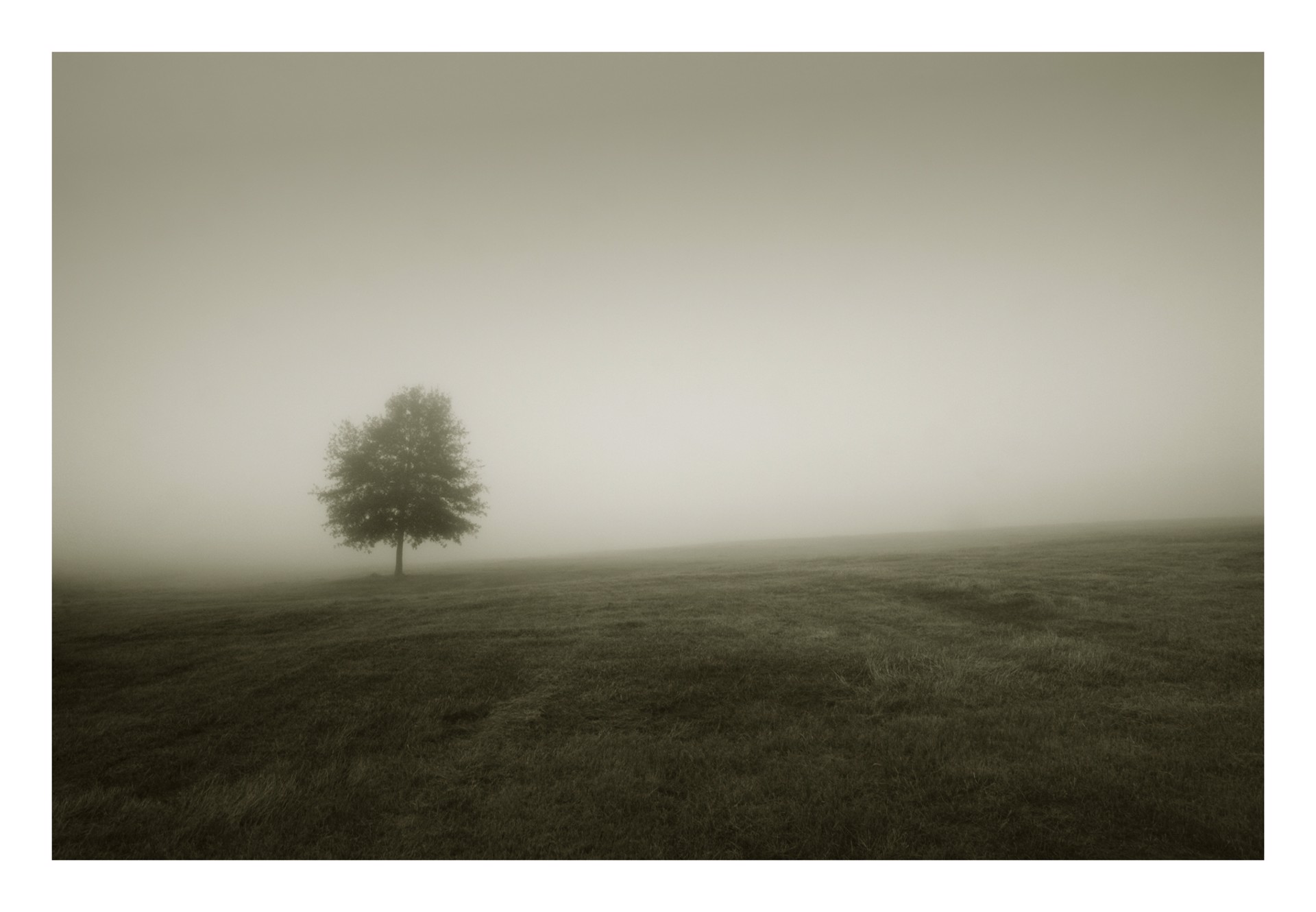 Fog Trees One by David Hillegas