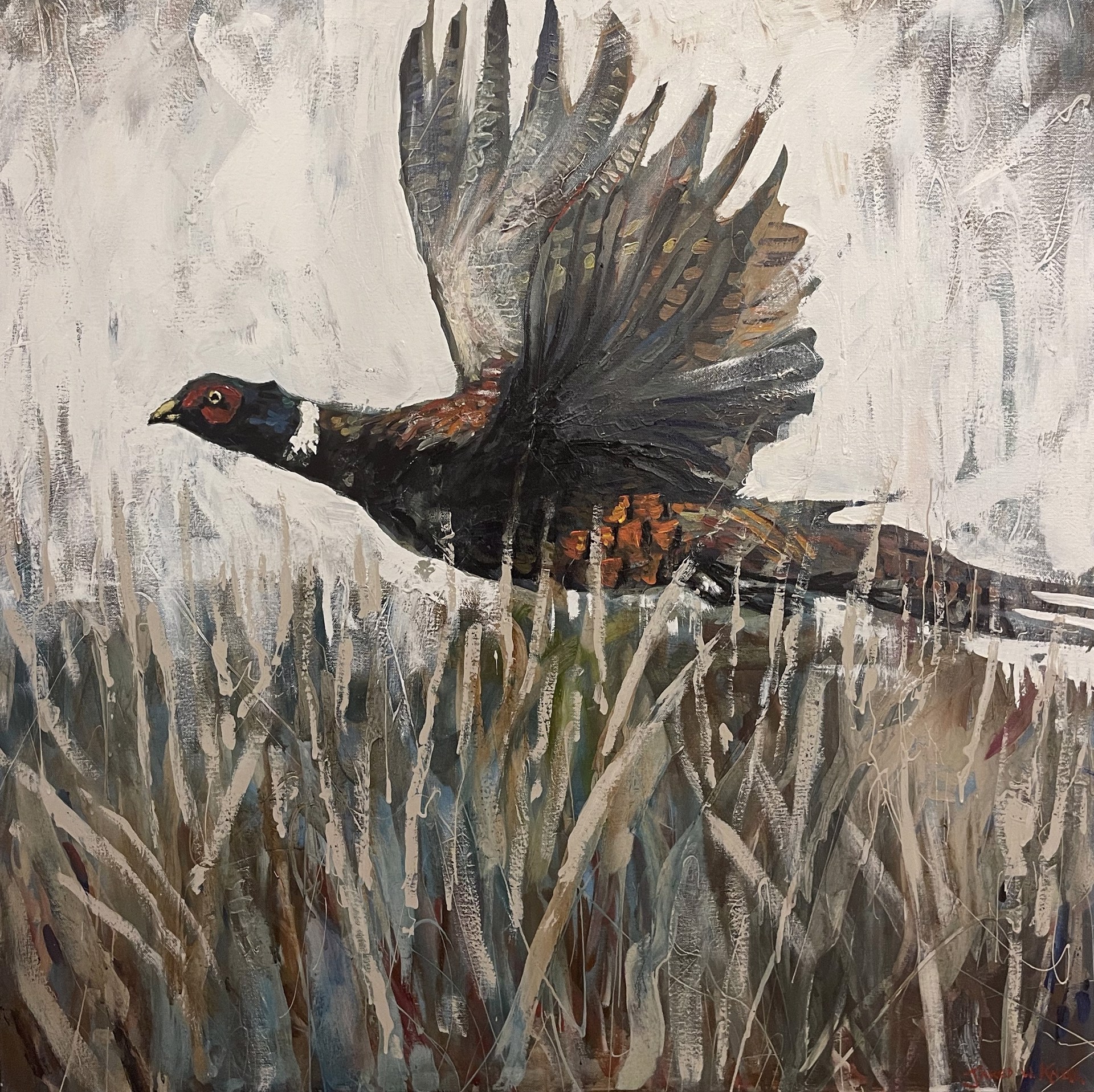 Pheasant in Flight by Jared Knox