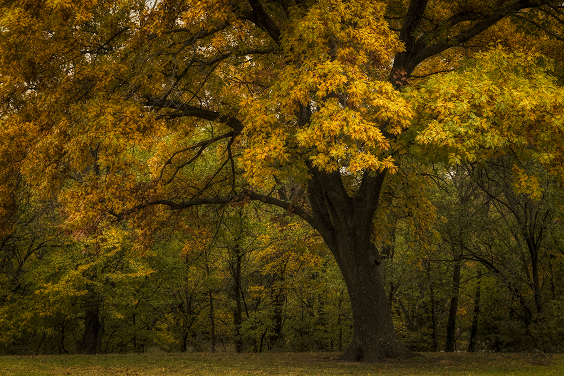Autumn Beauty by Scott Bean