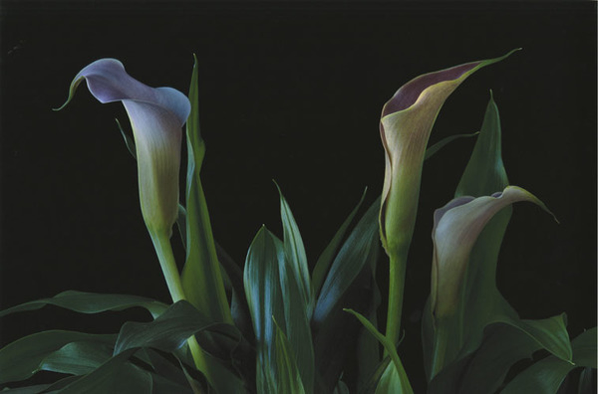 Calla Lily #2 by Murray Weiss