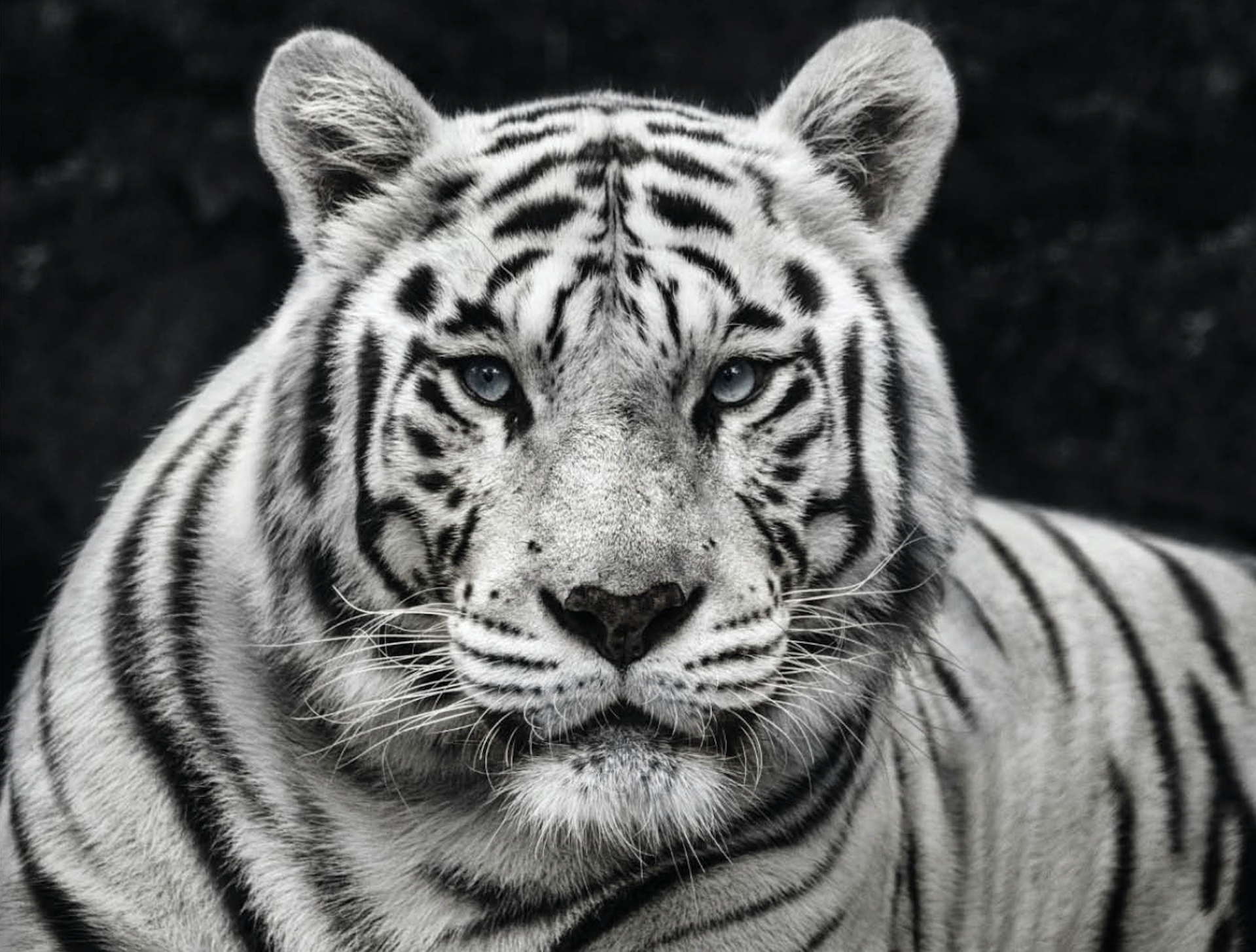 Mohan by David Yarrow