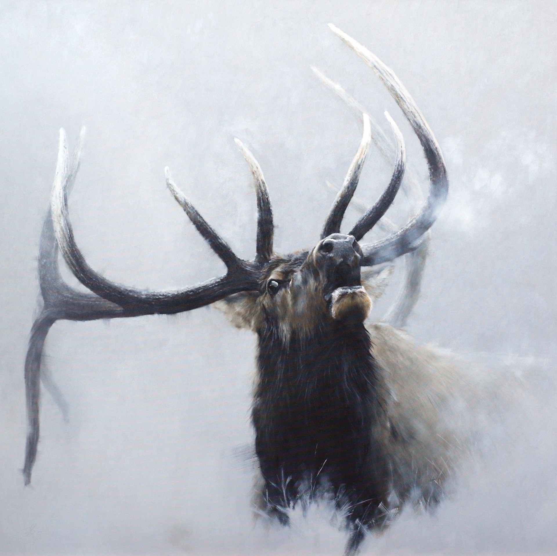 Elk Bugling Winter Landscape Breath Visible In The Air