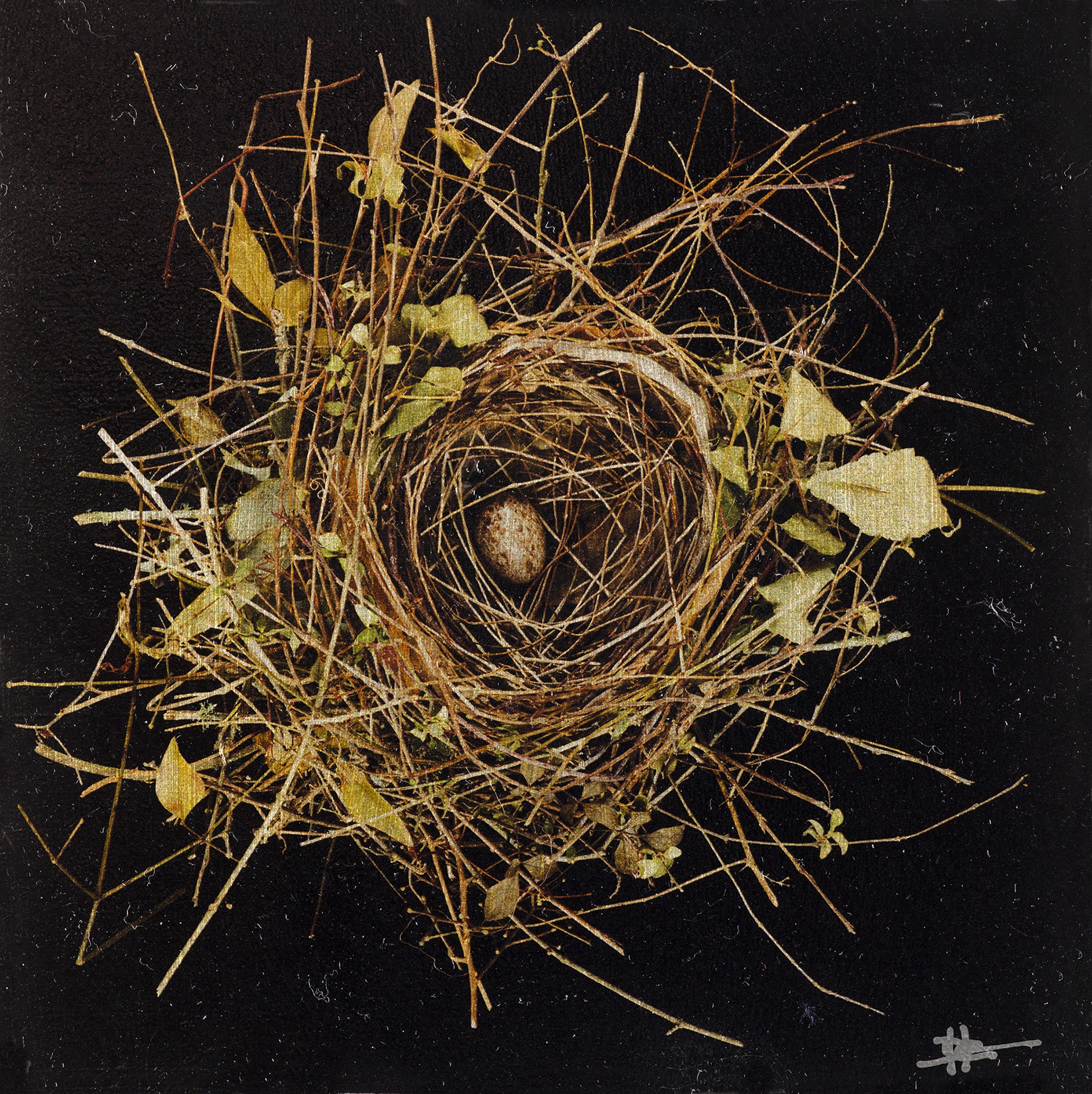Birds Nest by David Humphreys