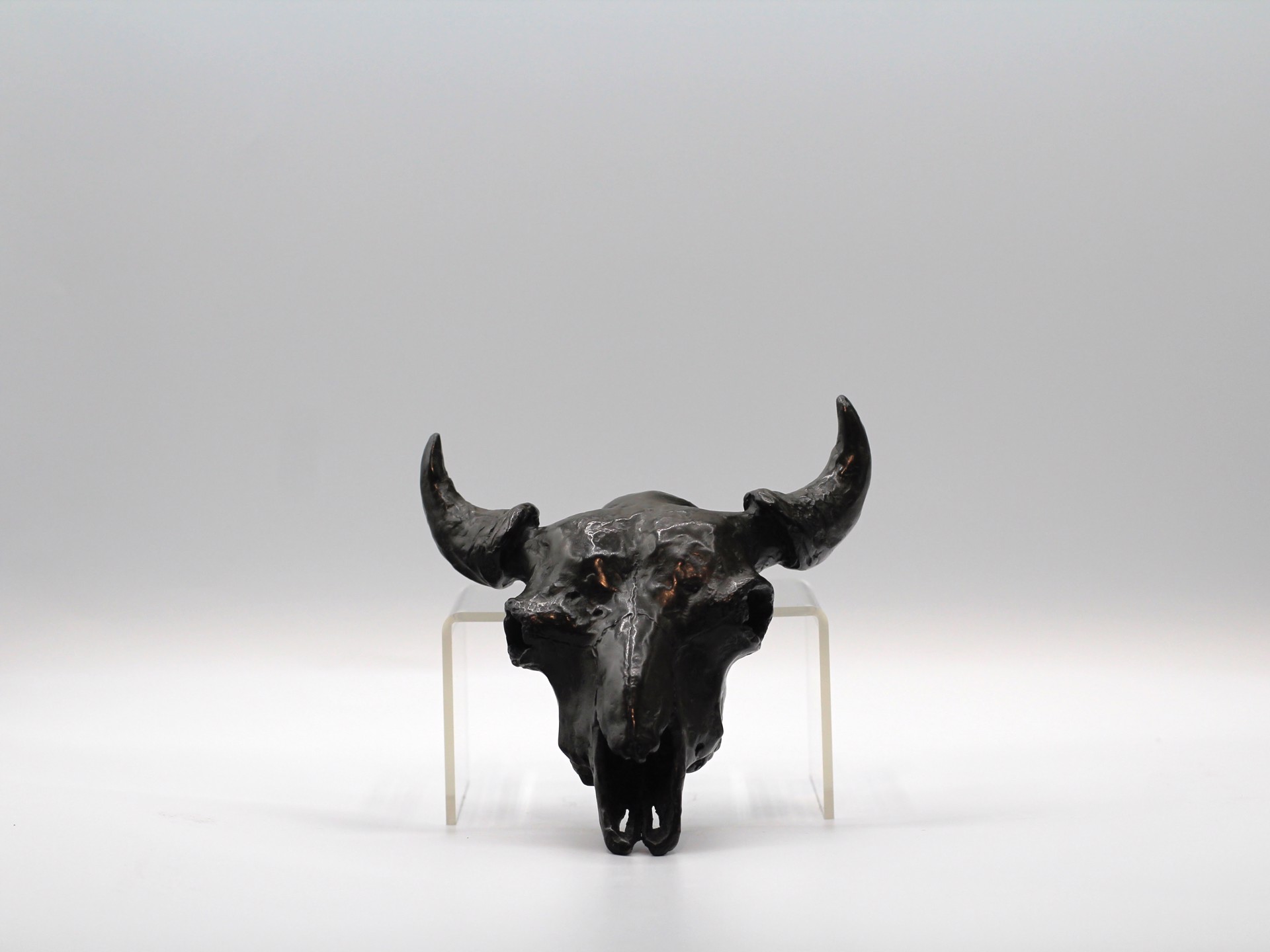 Bison Skull by Mike Barlow