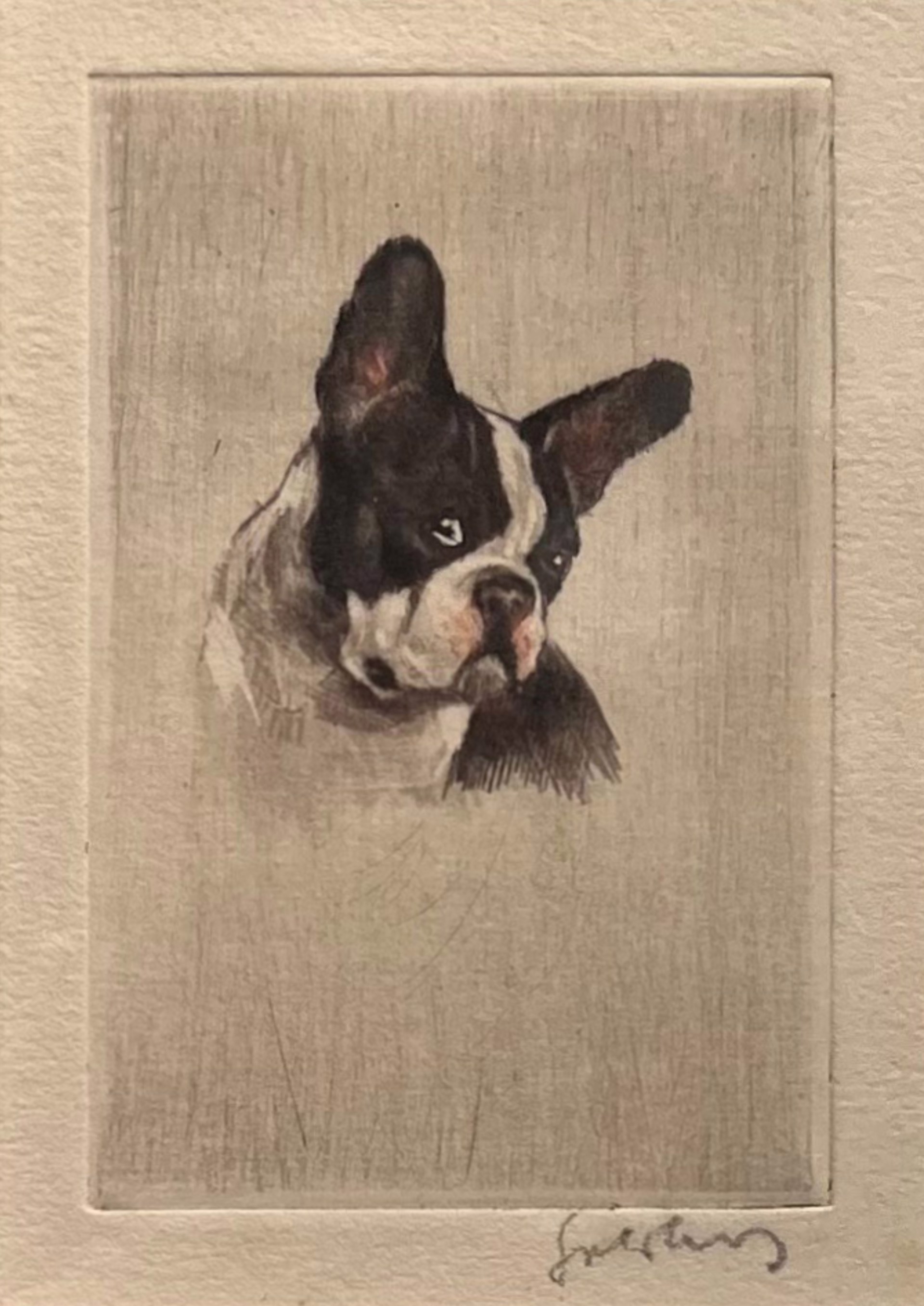 French Bulldog by David Gee