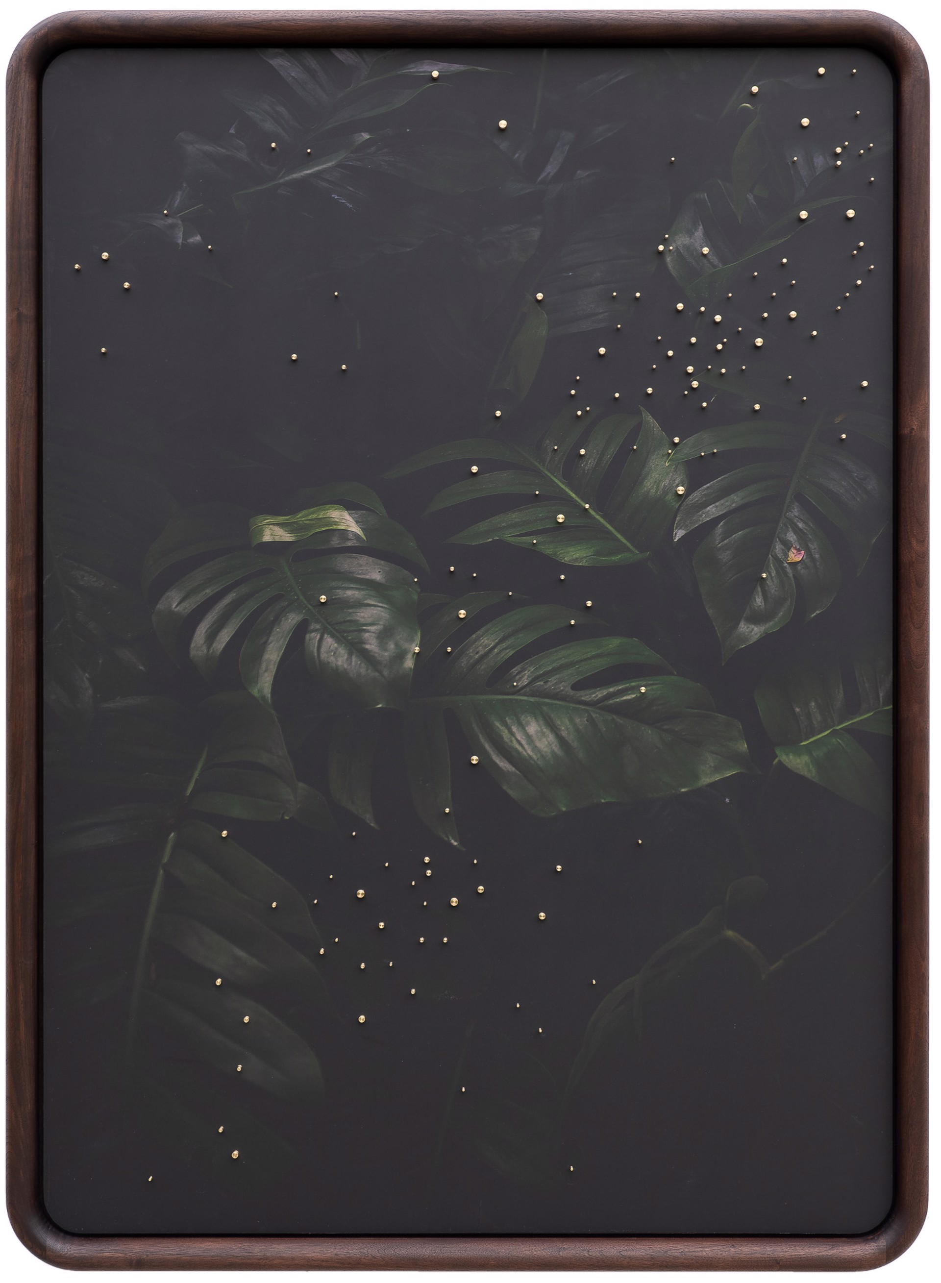 Out Of The Dark - Monstera by Patrick Lajoie