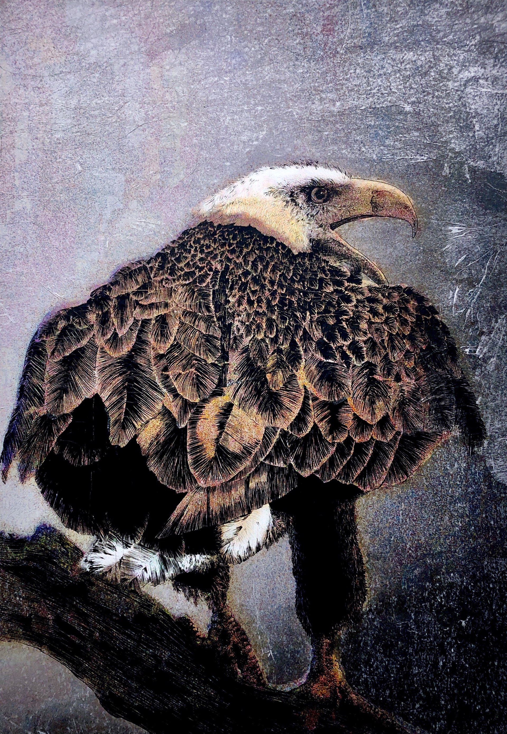 Bald Eagle II by Pippin Frisbie-Calder