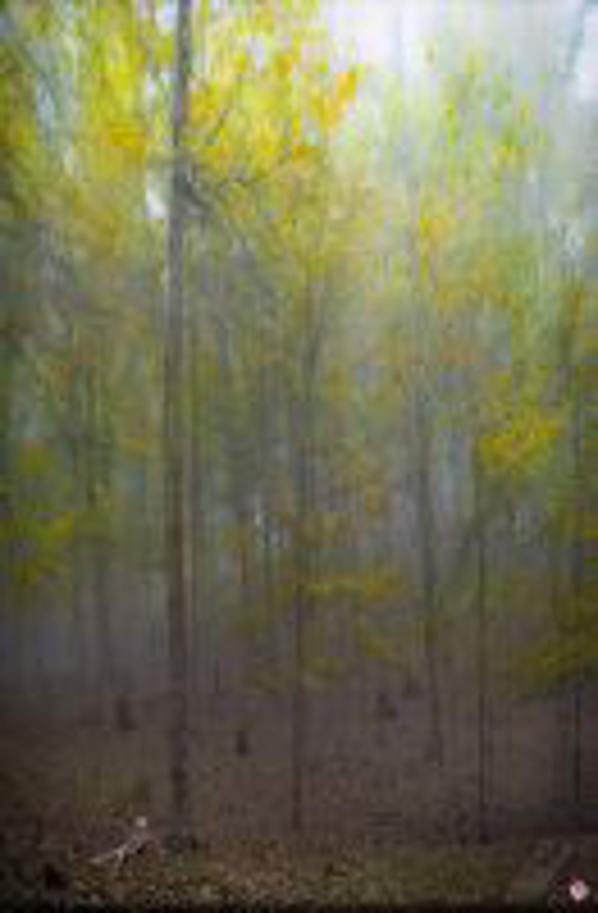 Yellow Forest by Raphael Mazzucco