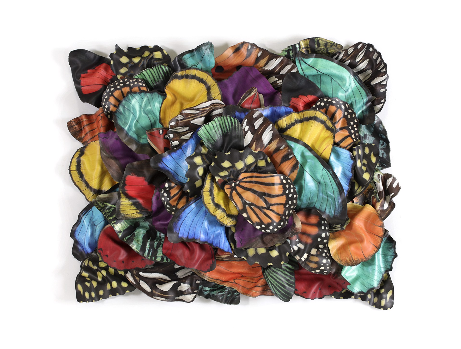 Arranged Butterfly Wings by Paul Rousso