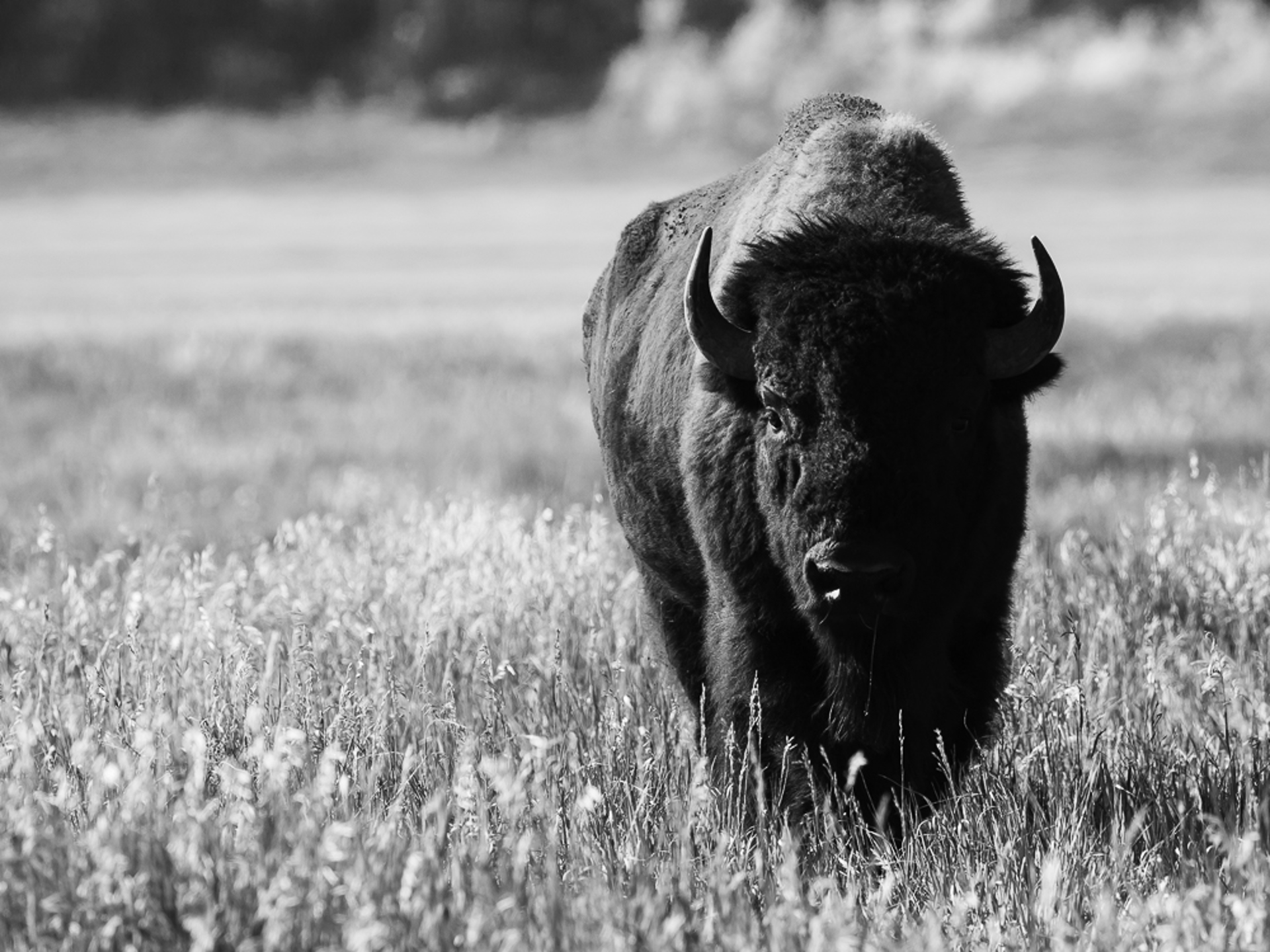 A Bull Bison Walks Towards You Through Dry Tall Grass With Dramatic Lighting, Black And White Wildlife Photography on Acid Free Hahnemule Bamboo Paper, By Jason Williams