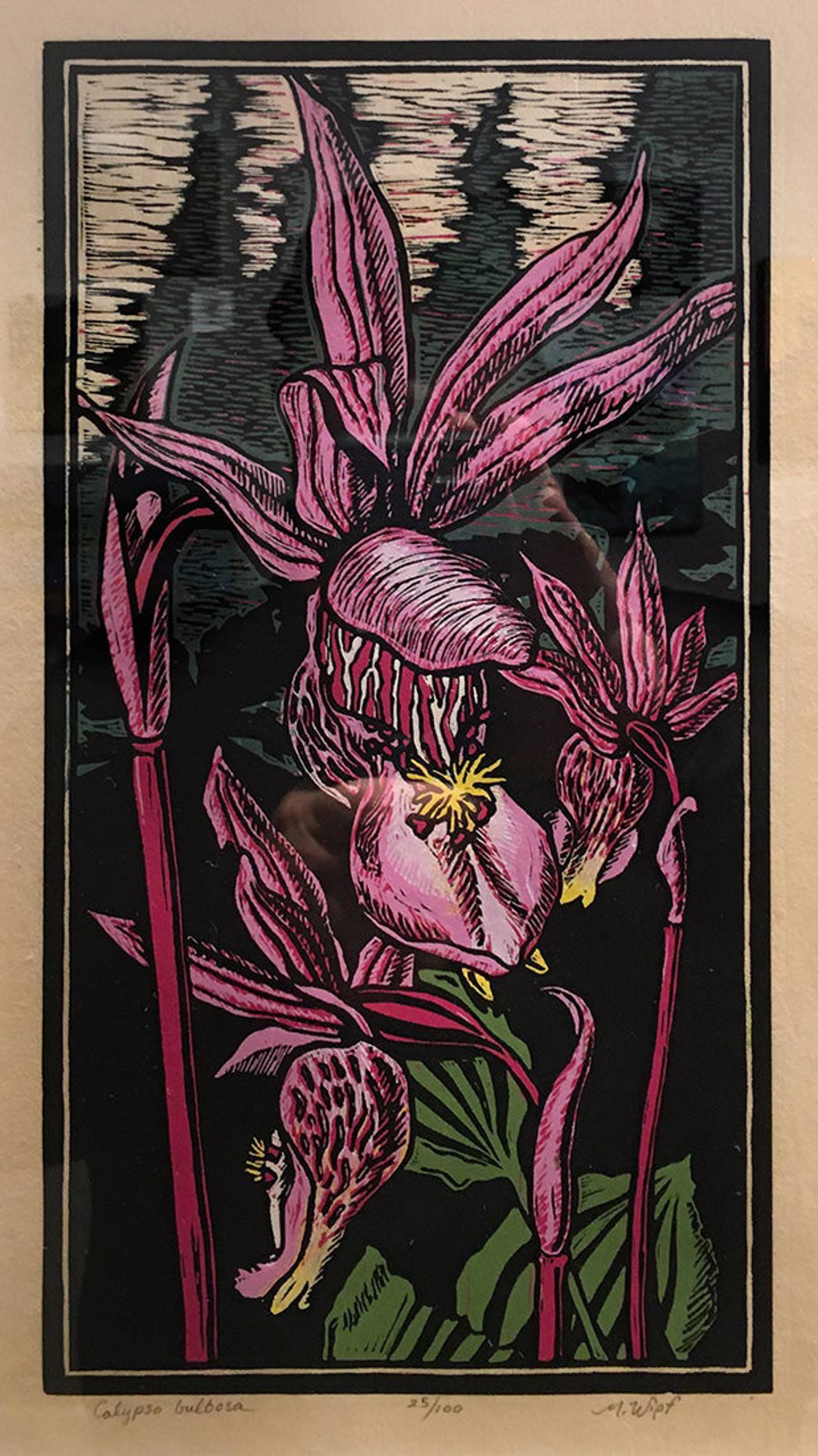 Calypso Bulbosa by Mary Wipf