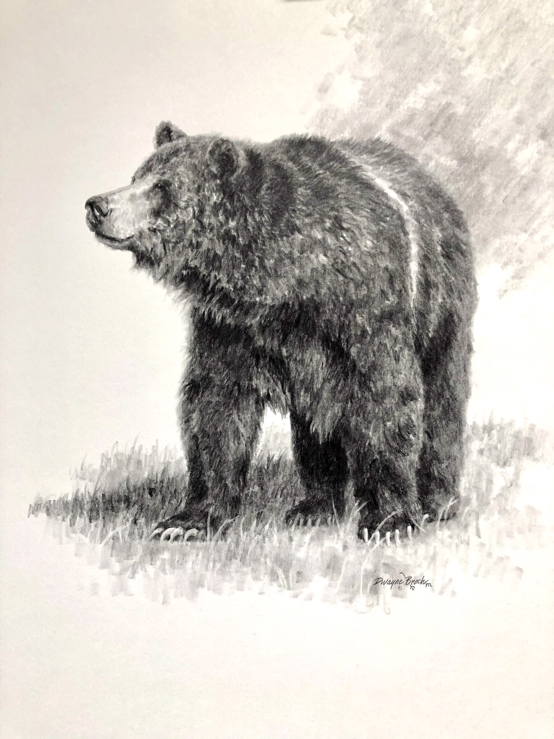 Bear Drawing by Dwayne Brech