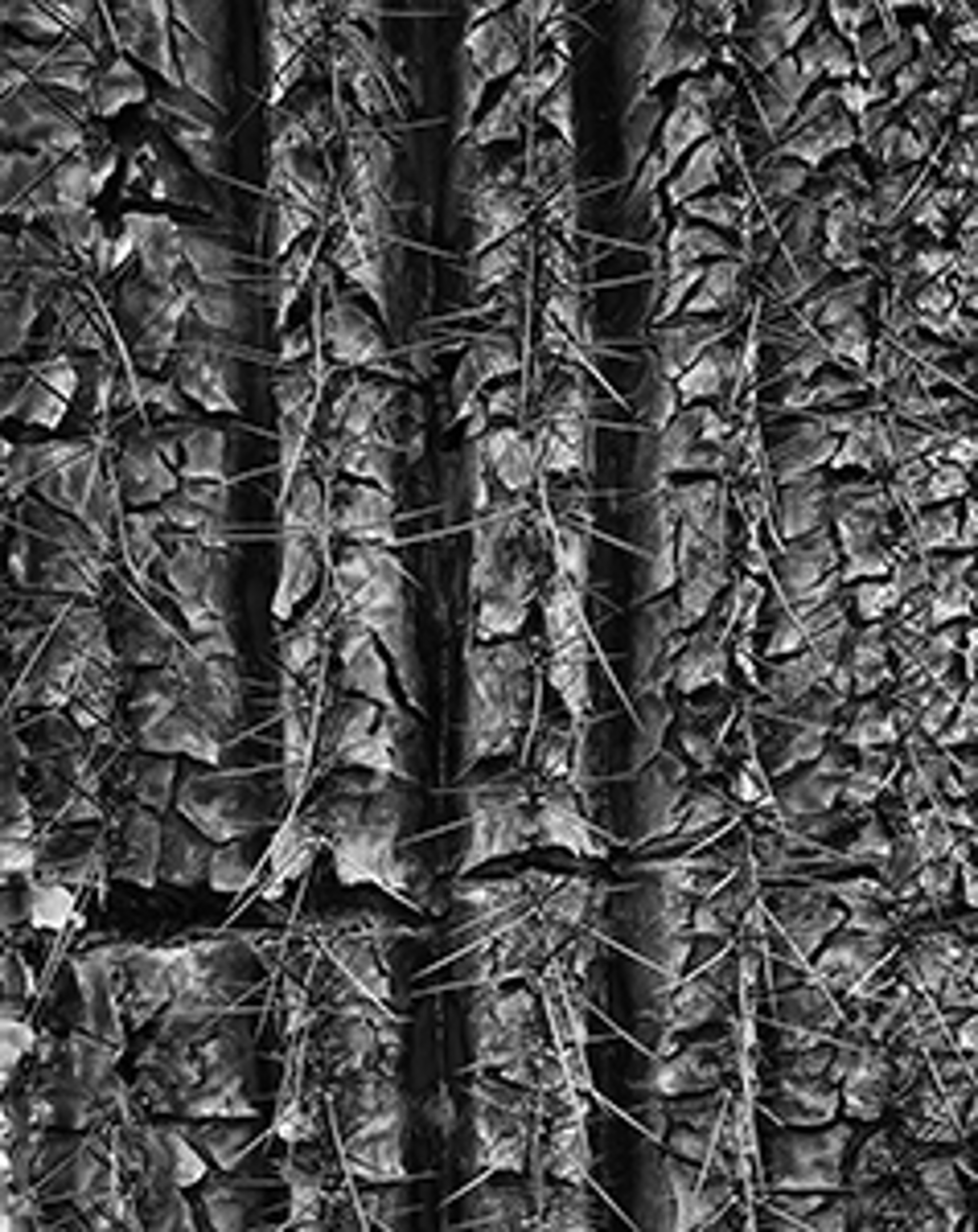 Textured Saguaro 20 x 16 by Lance Bell