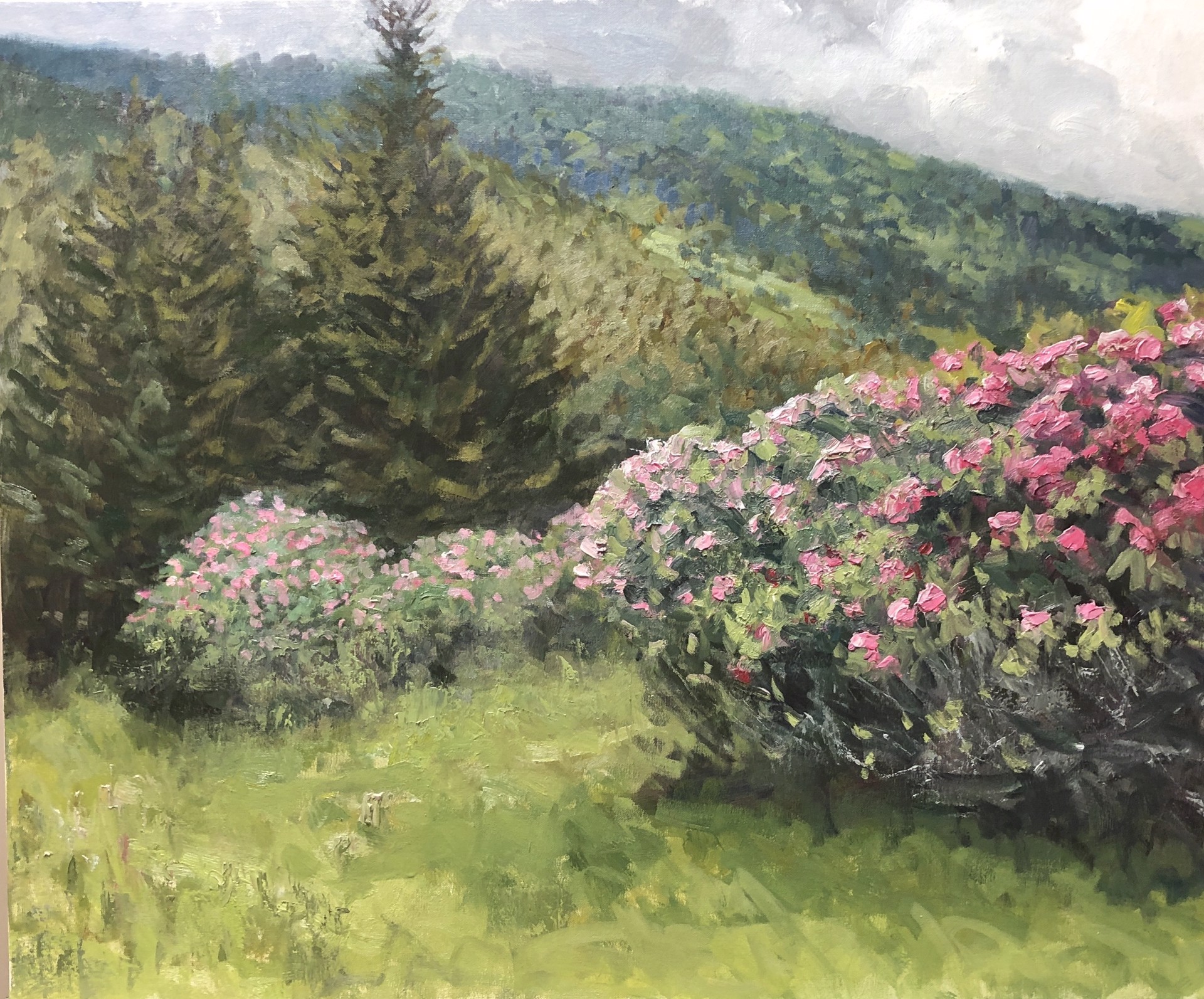 Rhododendron at Carvers Gap by Mitch Kolbe