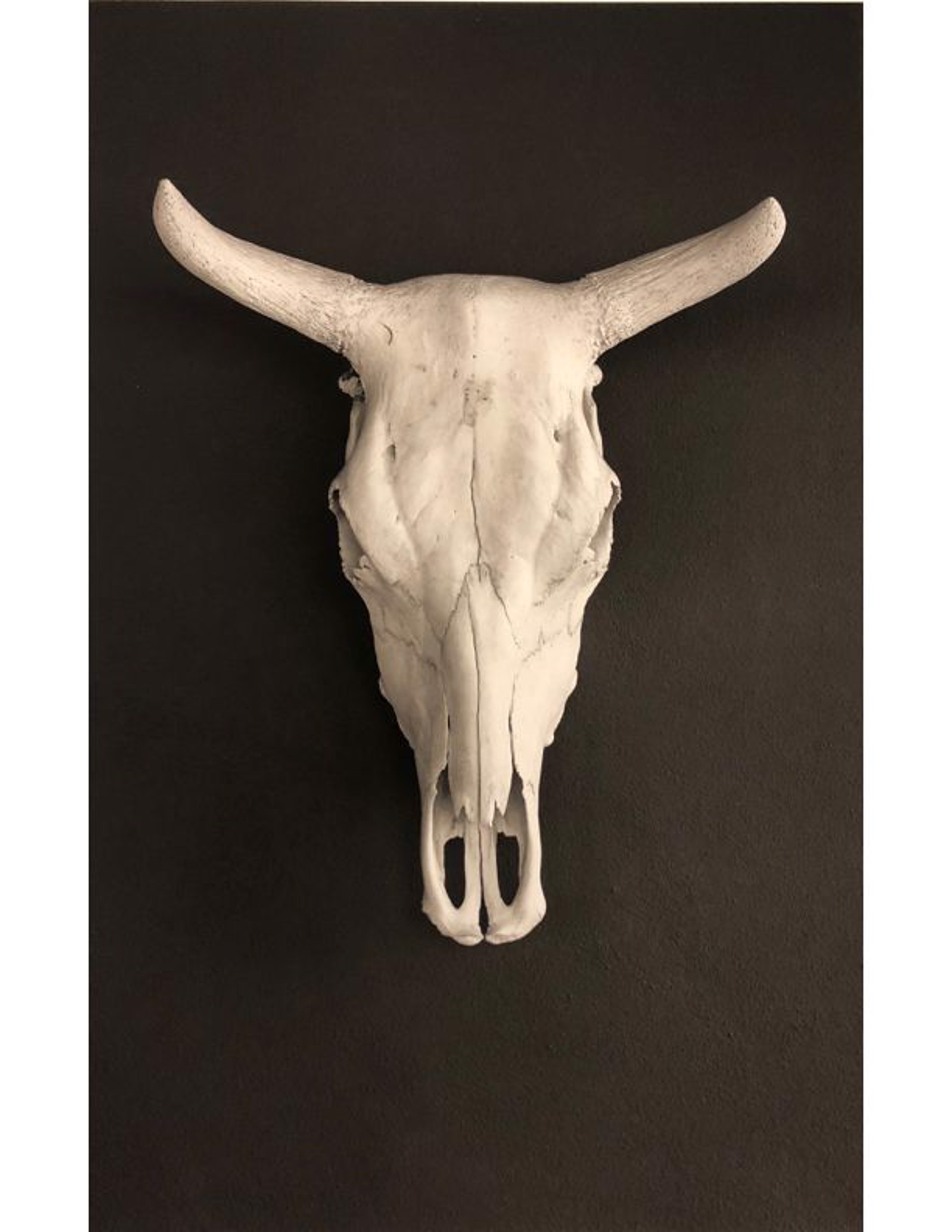 white skull framed by Thom Jackson