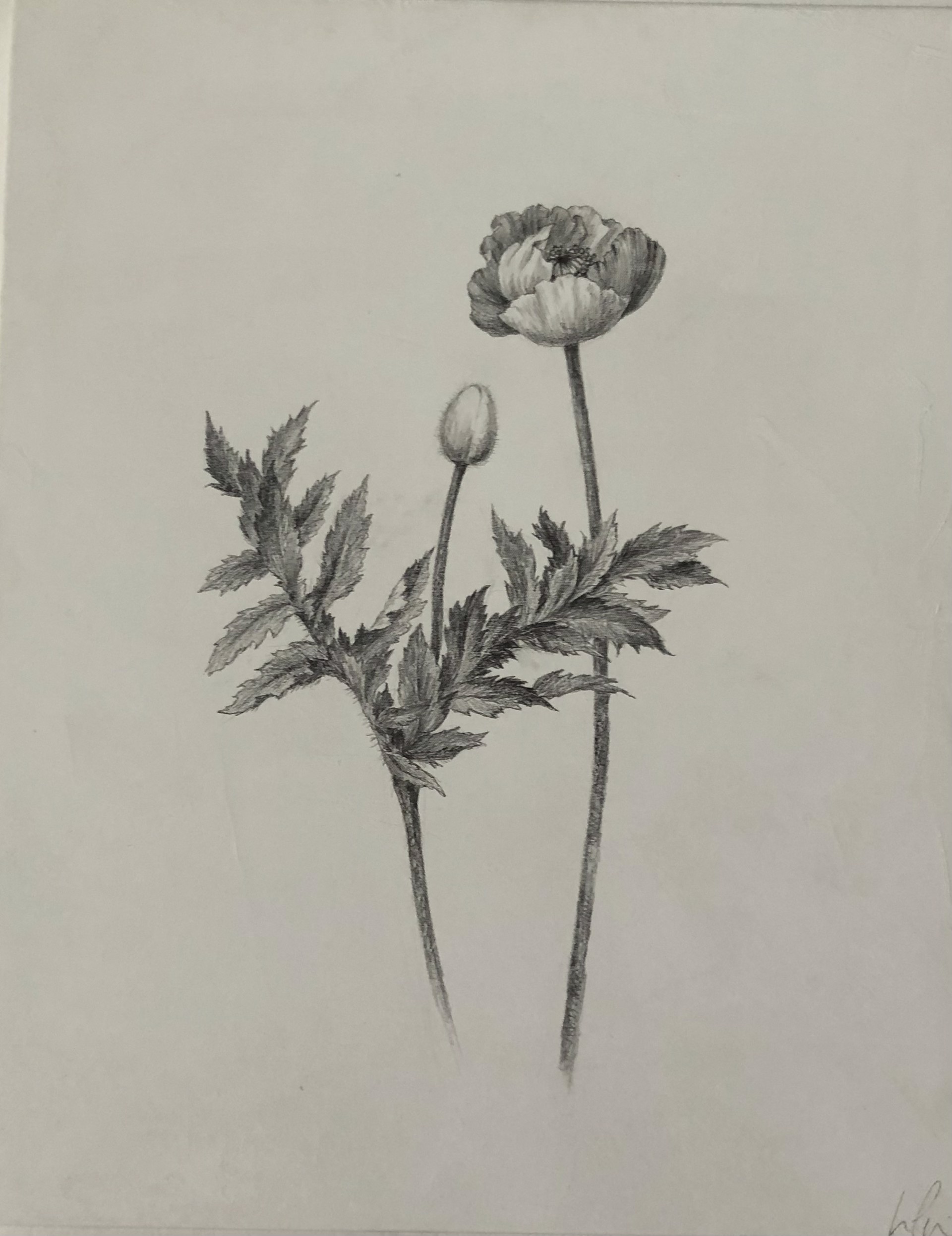 POPPIES by Jennifer La Pierre