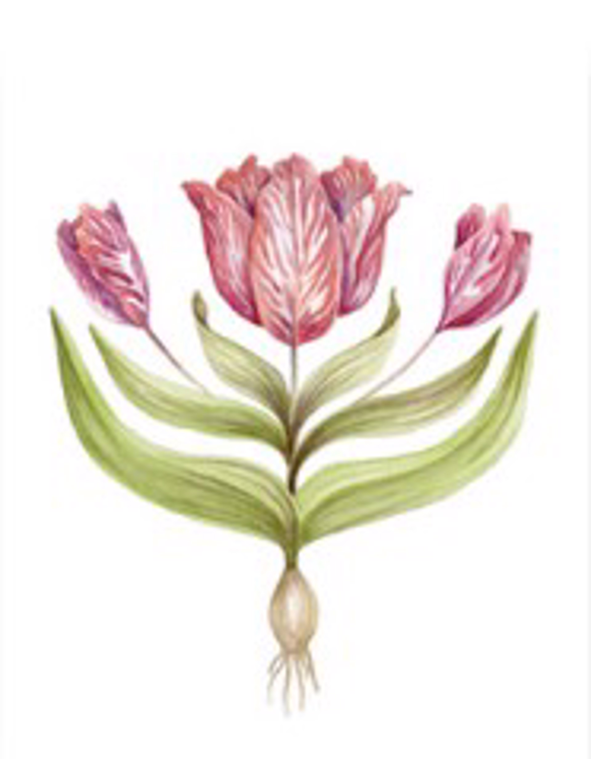 Sarah Rose Lyons- Fine Art Print- Tulips by GVL CMKT
