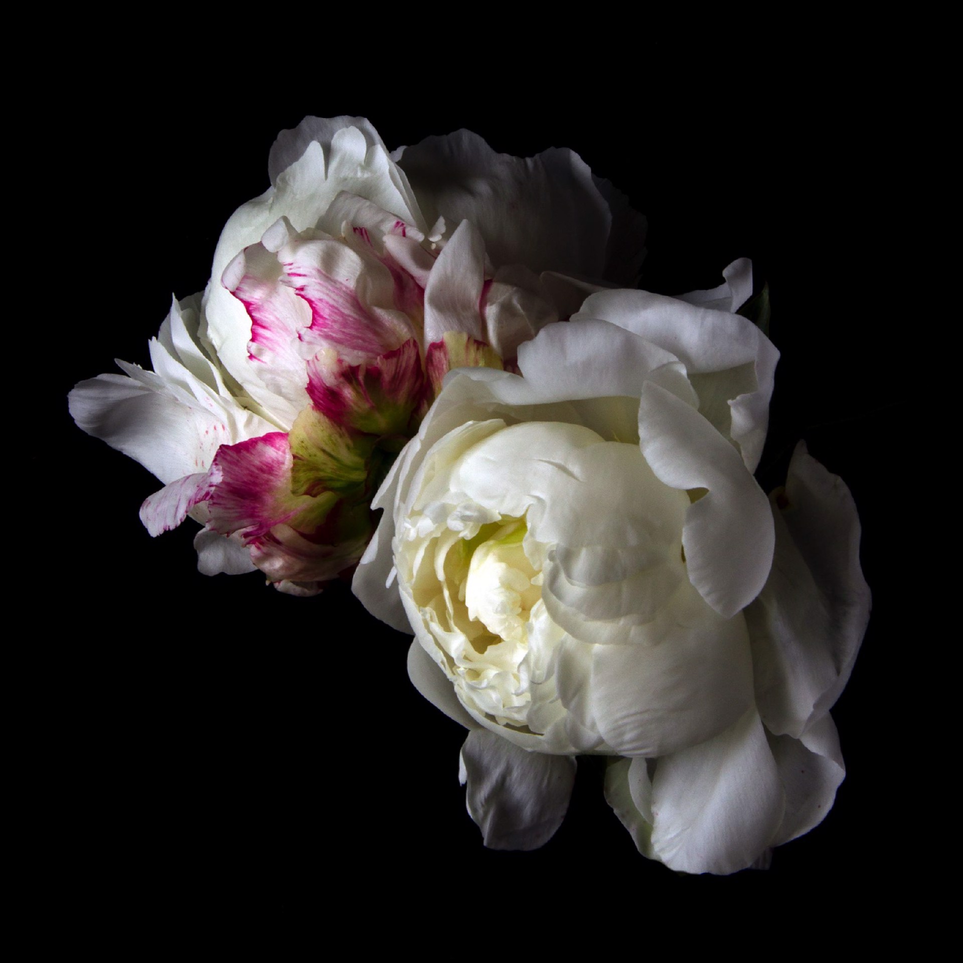 Peonies, 0064 by Molly Wood