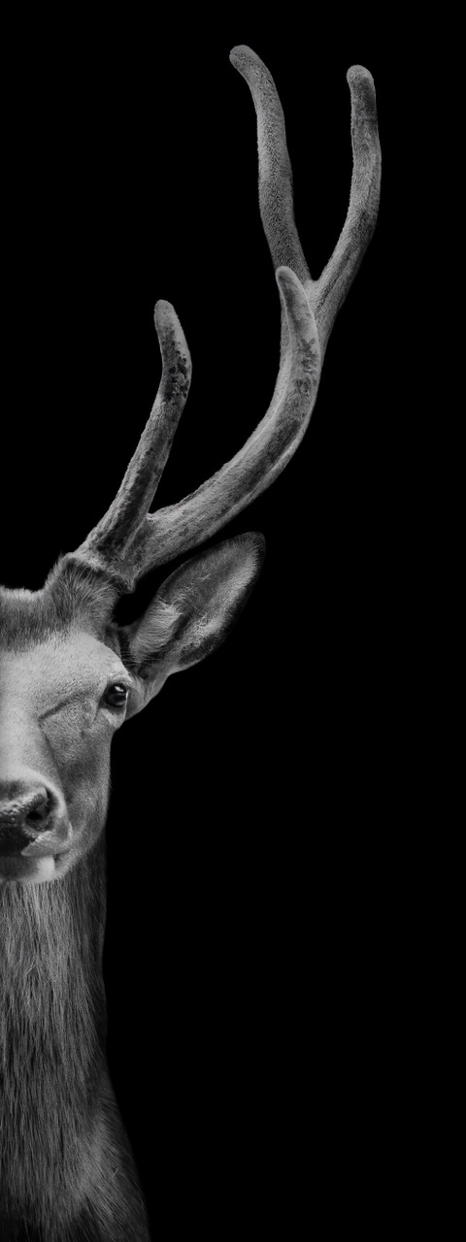 Hint of an Elk by Lauren Chambers