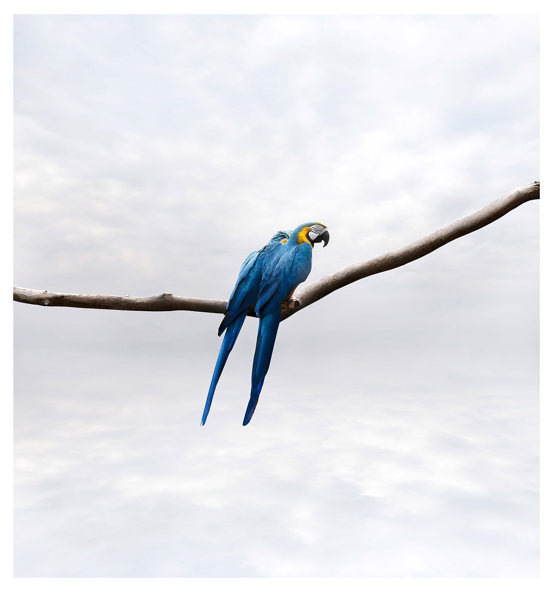 Pondering Parrots by Alice Zilberberg
