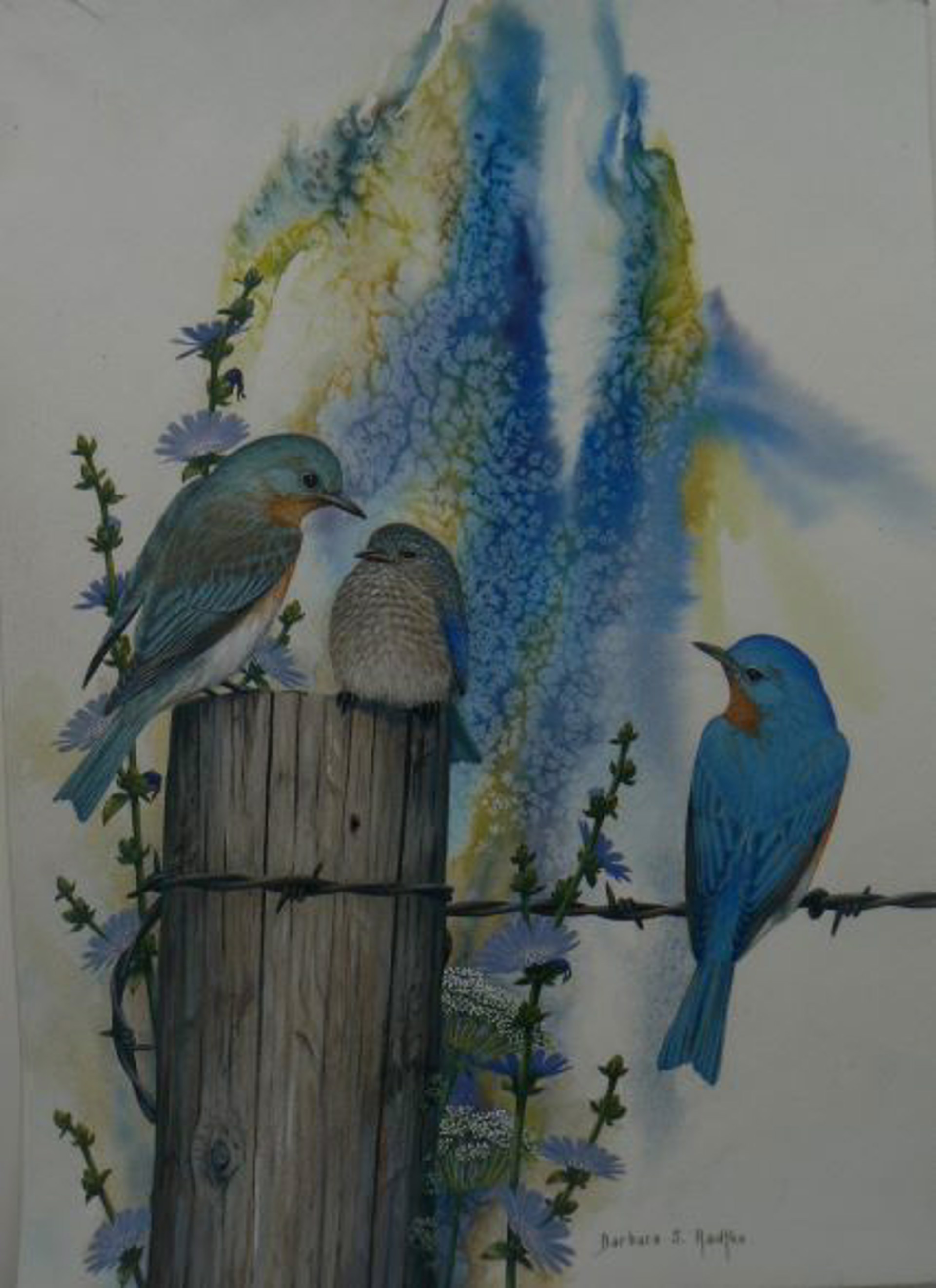 Fledgling Bluebird - Eastern Bluebirds by Barbara Radtke