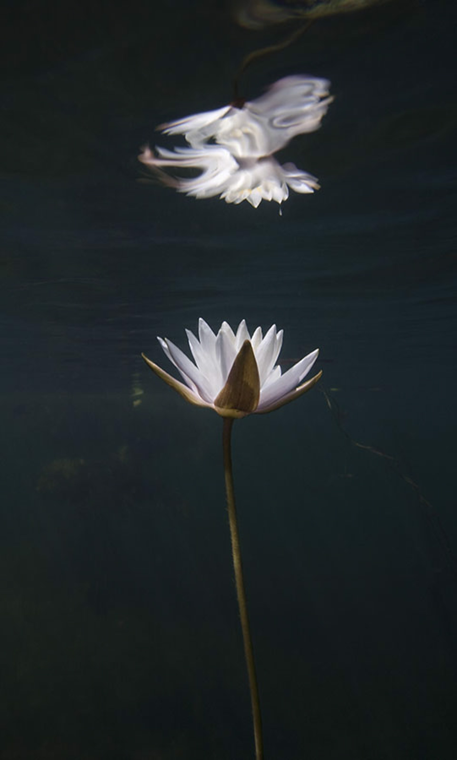 WATER LILY STUDY NO. 19 by WILLIAM SCULLY