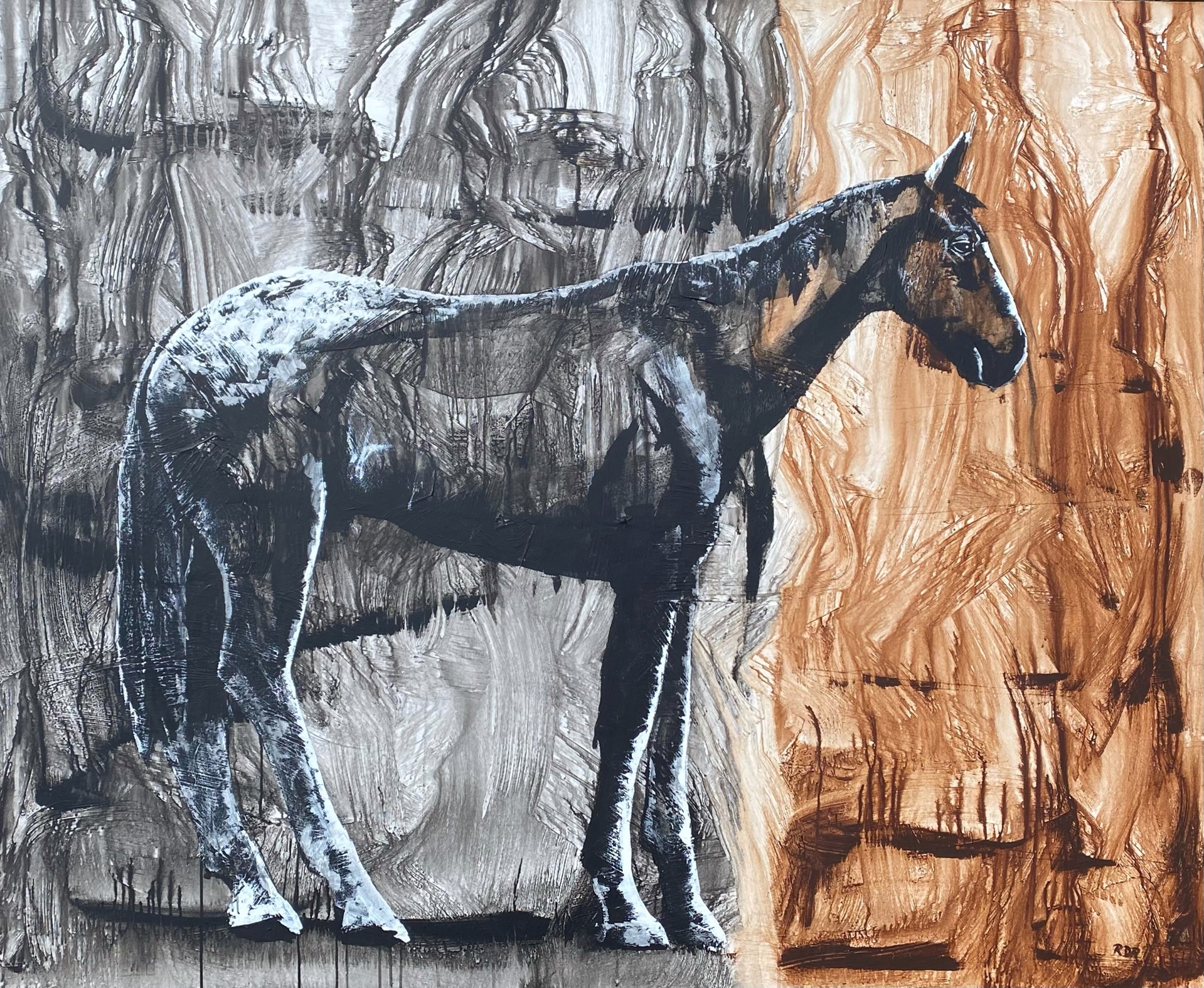 Young Appaloosa by Ron Russon