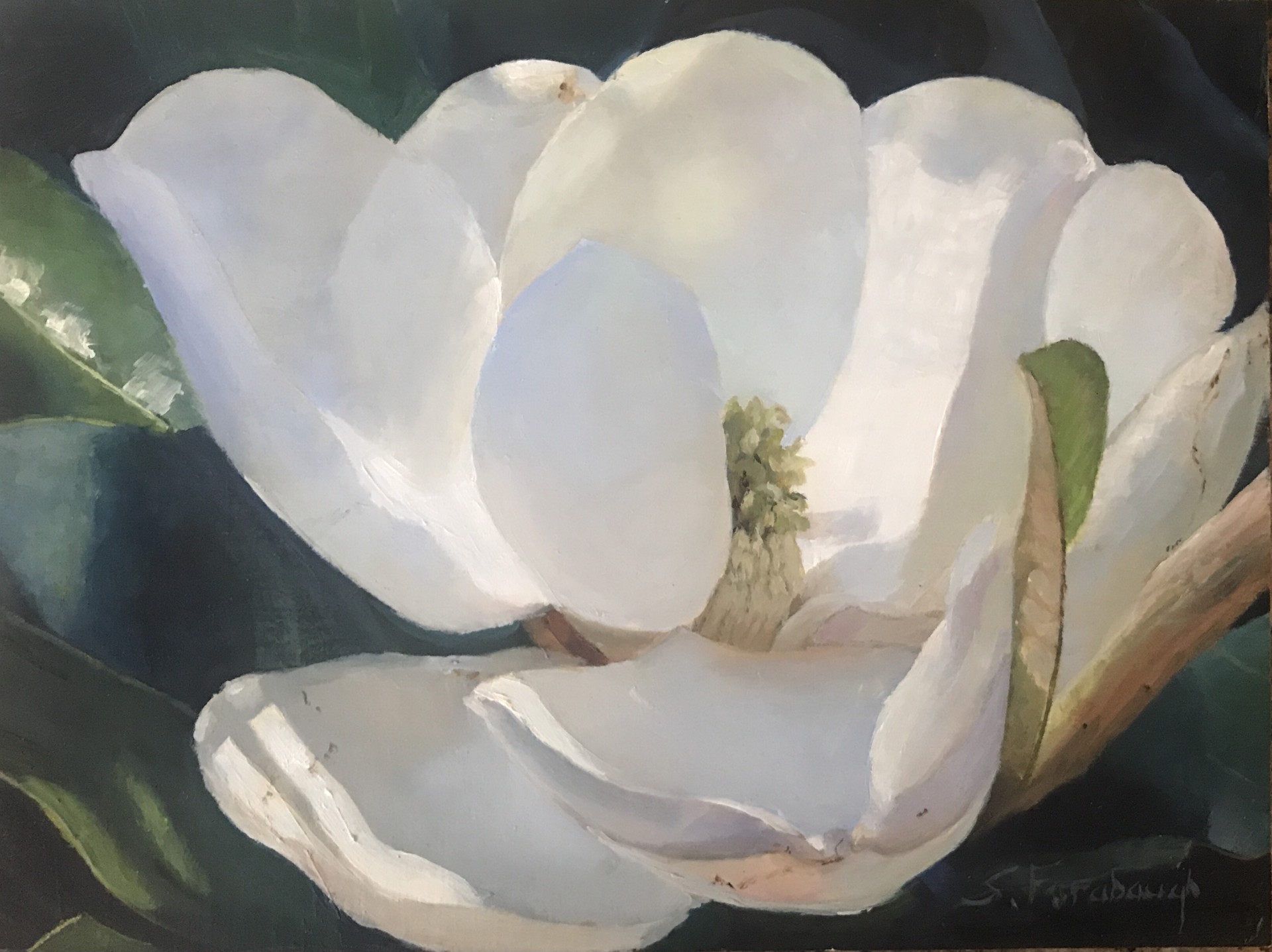 Magnolia by Sheri Farabaugh